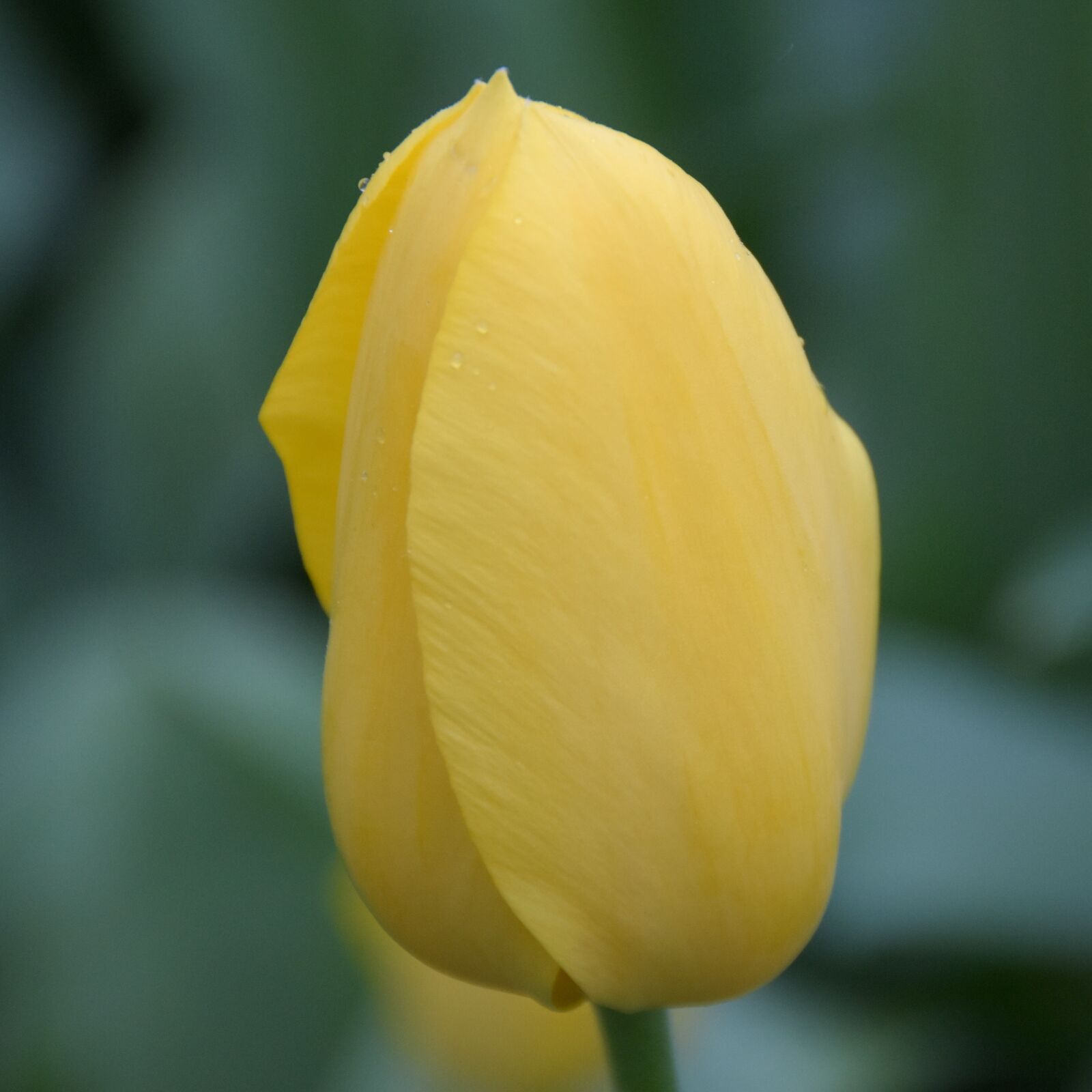Nikon D7200 sample photo. Tulip, keukenhof, holland photography