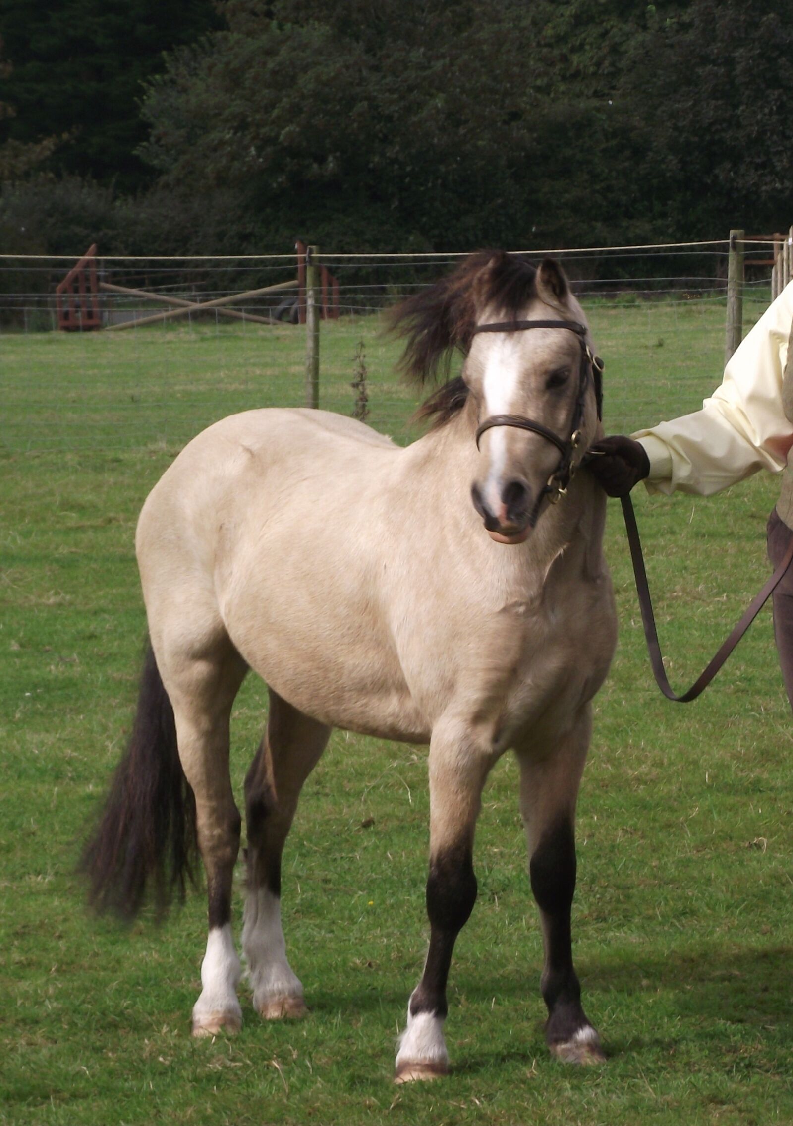 Fujifilm FinePix S1700 sample photo. Pony, horse, equine photography