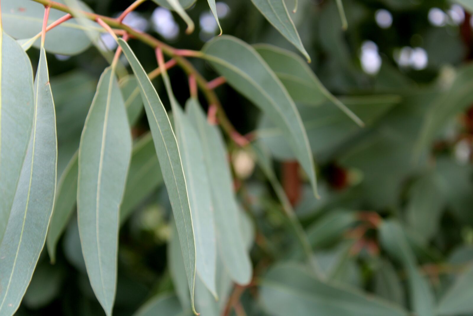 Canon EOS 2000D (EOS Rebel T7 / EOS Kiss X90 / EOS 1500D) sample photo. The wild vine leaves photography