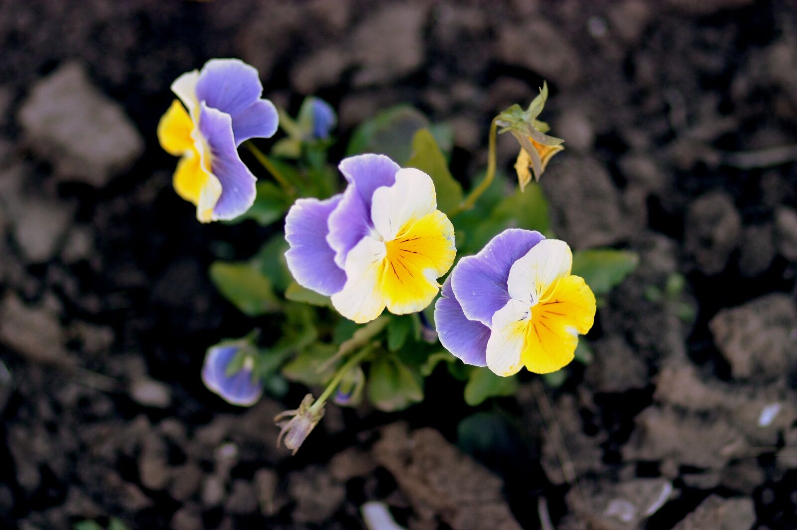 Canon EOS 450D (EOS Rebel XSi / EOS Kiss X2) sample photo. Pansies, yellow, blue photography