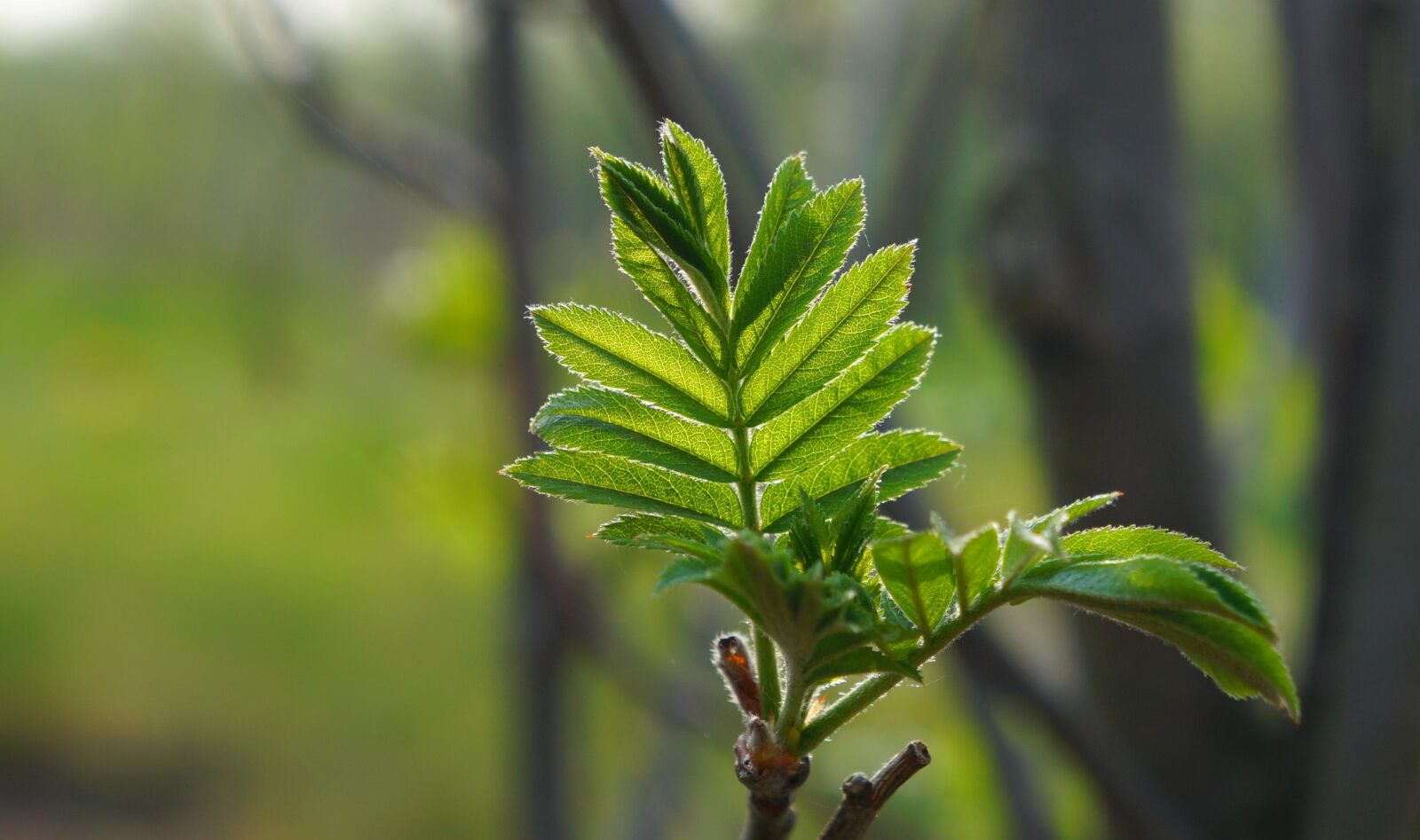 Sony Alpha a3000 + Sony E 18-55mm F3.5-5.6 OSS sample photo. Nature, plants, tree photography