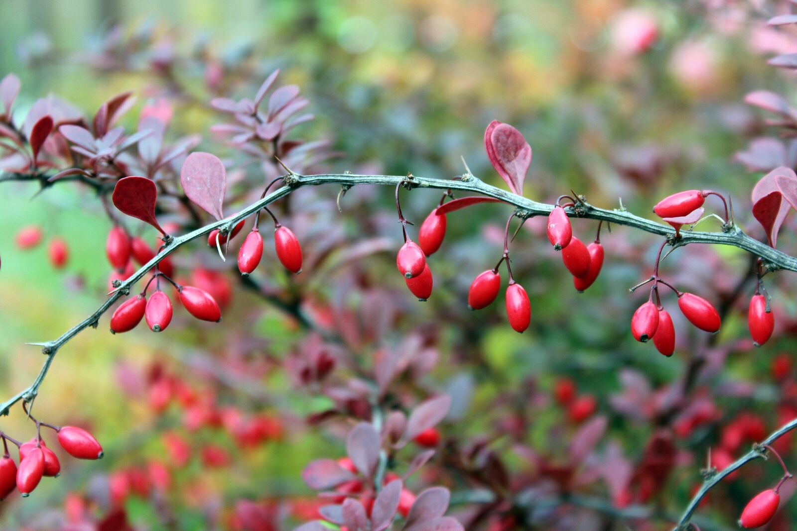Canon EOS 1200D (EOS Rebel T5 / EOS Kiss X70 / EOS Hi) sample photo. Barberry, bush, the fruits photography