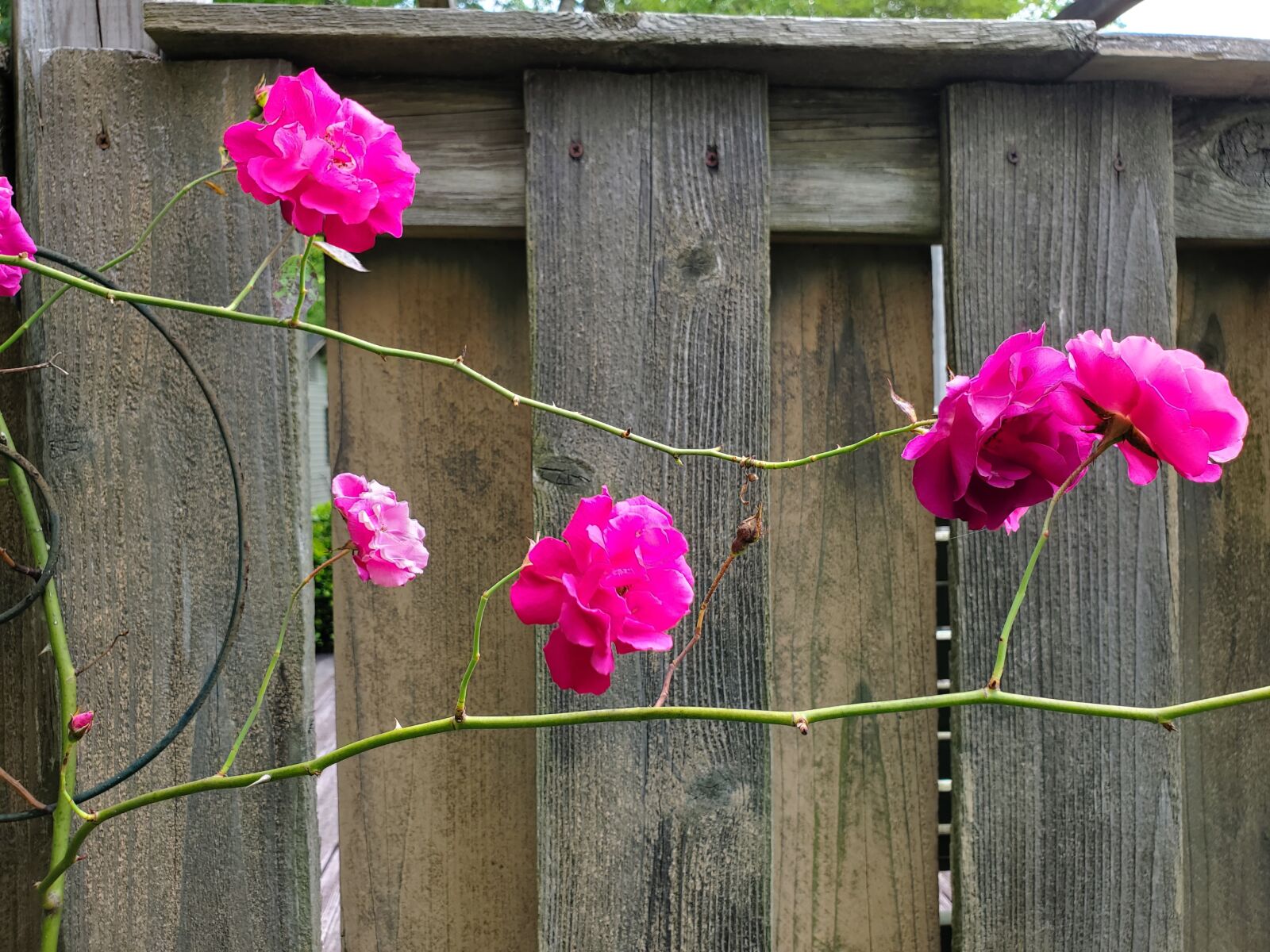Samsung Galaxy S10 sample photo. Flowers, roses, fence photography