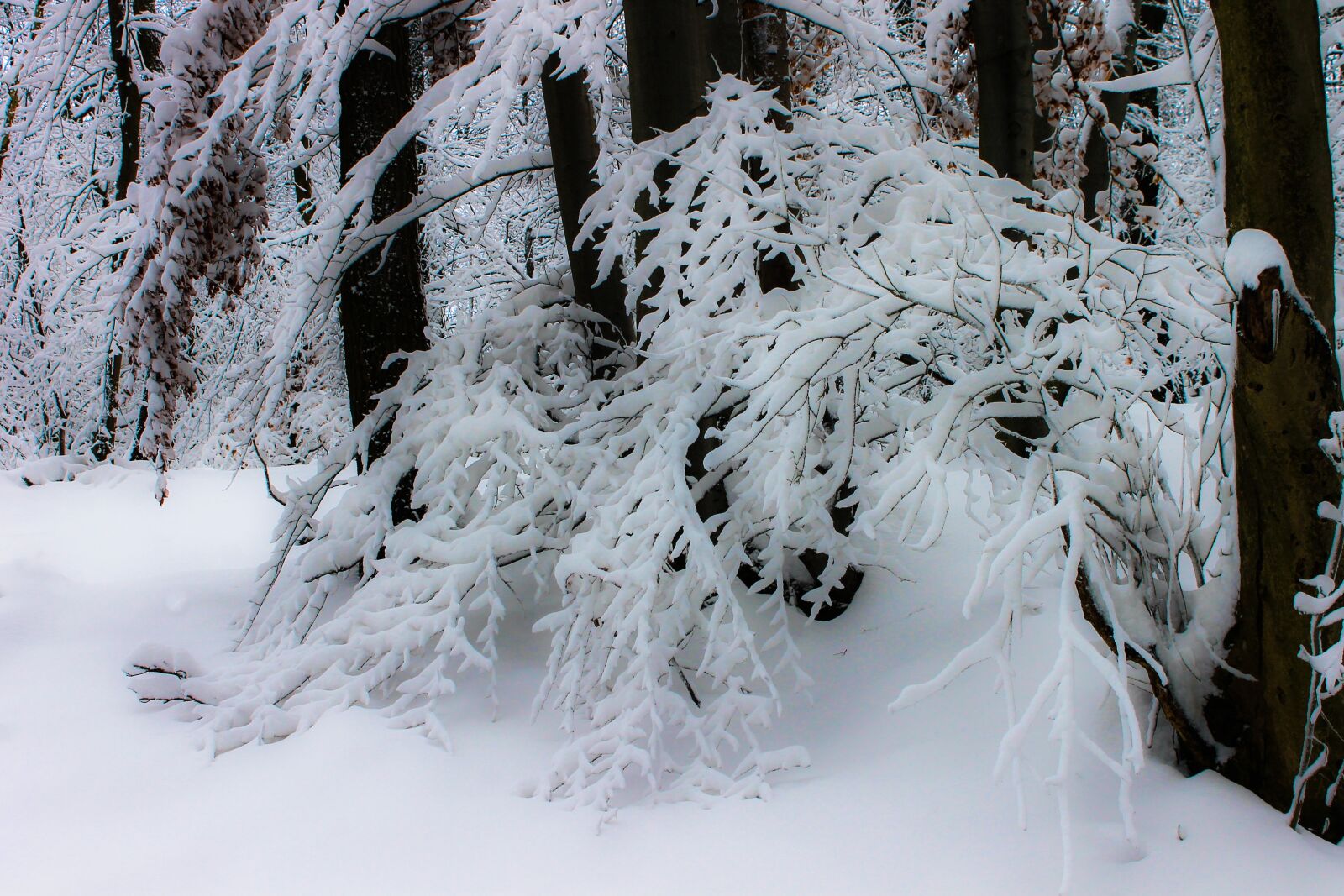 Canon EOS 1100D (EOS Rebel T3 / EOS Kiss X50) sample photo. Winter, snow, snowy landscape photography