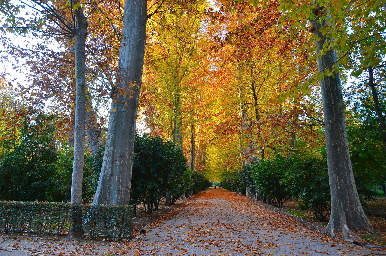 Nikon D7000 sample photo. Aranjuez, garden, park photography