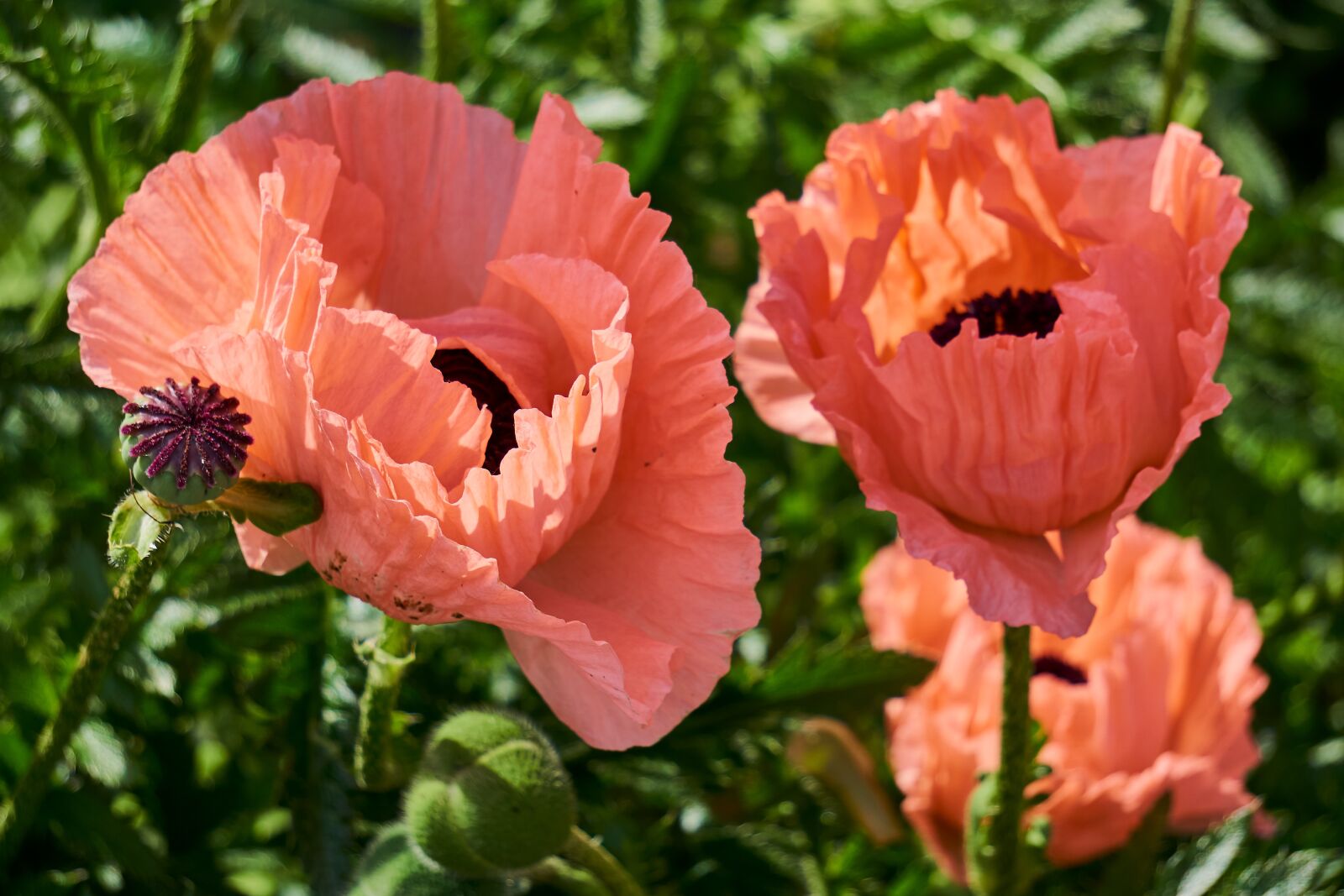 Sony E 55-210mm F4.5-6.3 OSS sample photo. Klatschmohn, plant, flower photography