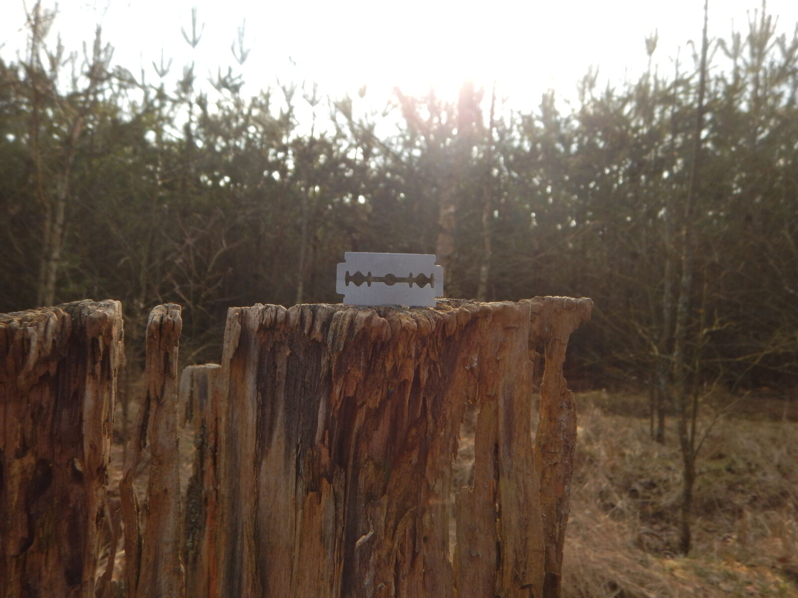 Nikon Coolpix AW130 sample photo. Forest, razor, sun, sunlight photography