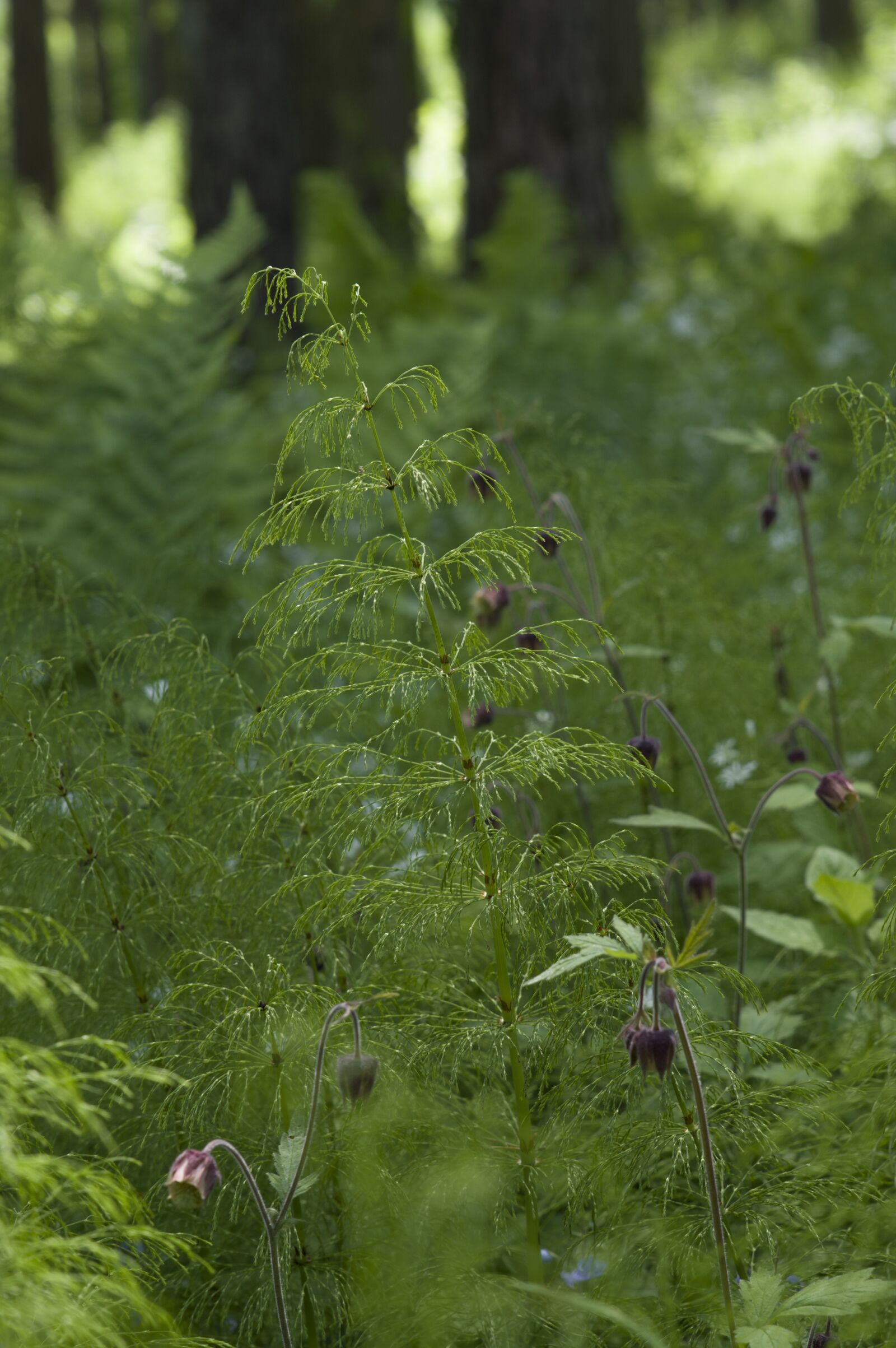 Pentax K-3 sample photo. Nature, leaf, flora photography