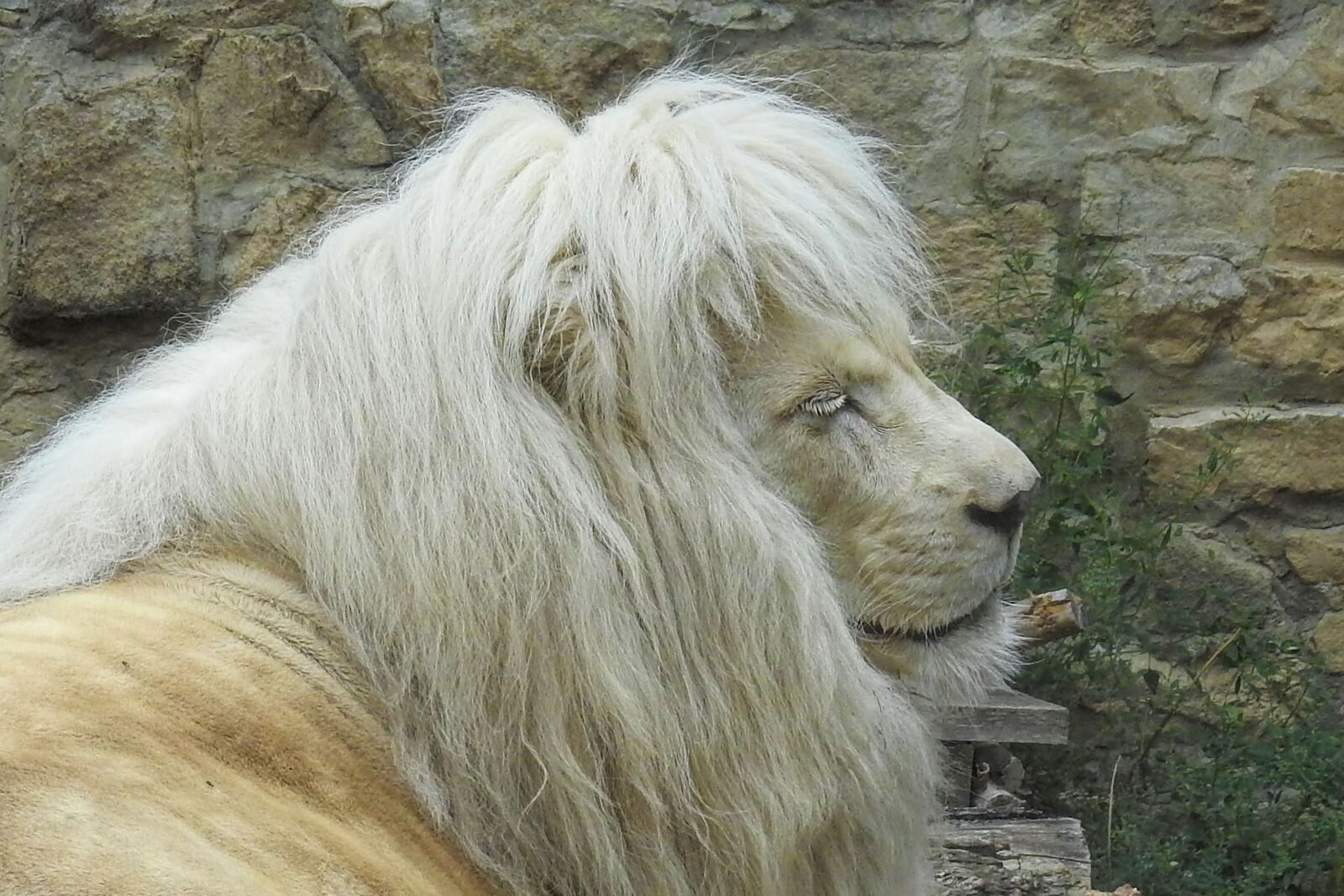 Nikon Coolpix P900 sample photo. Lion, white, white lion photography