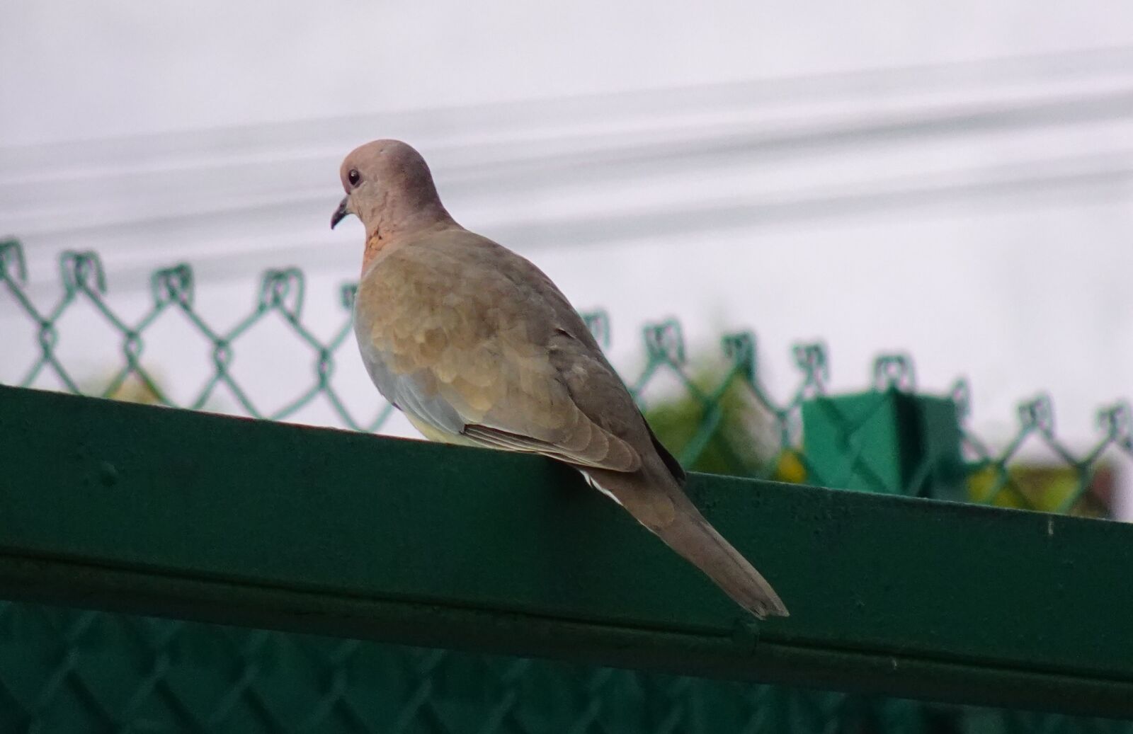 Sony DSC-WX800 sample photo. Bird, laughing dove, spilopelia photography