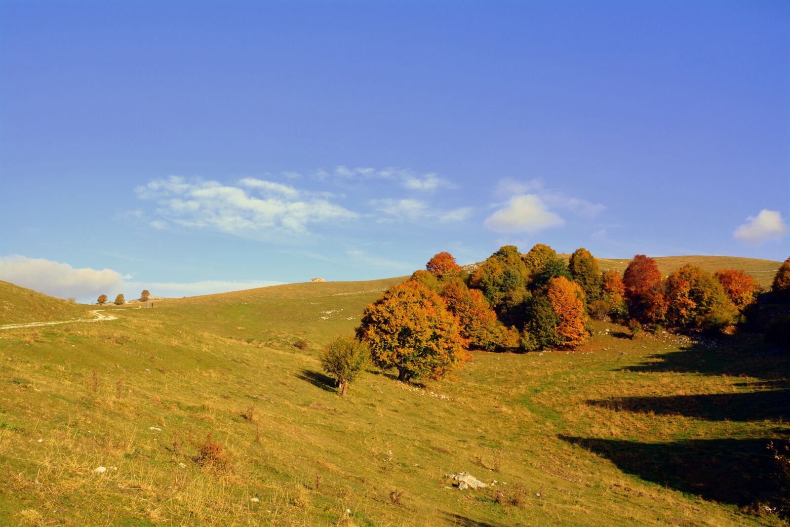 Nikon D7100 sample photo. Excursion, trees, autumn photography
