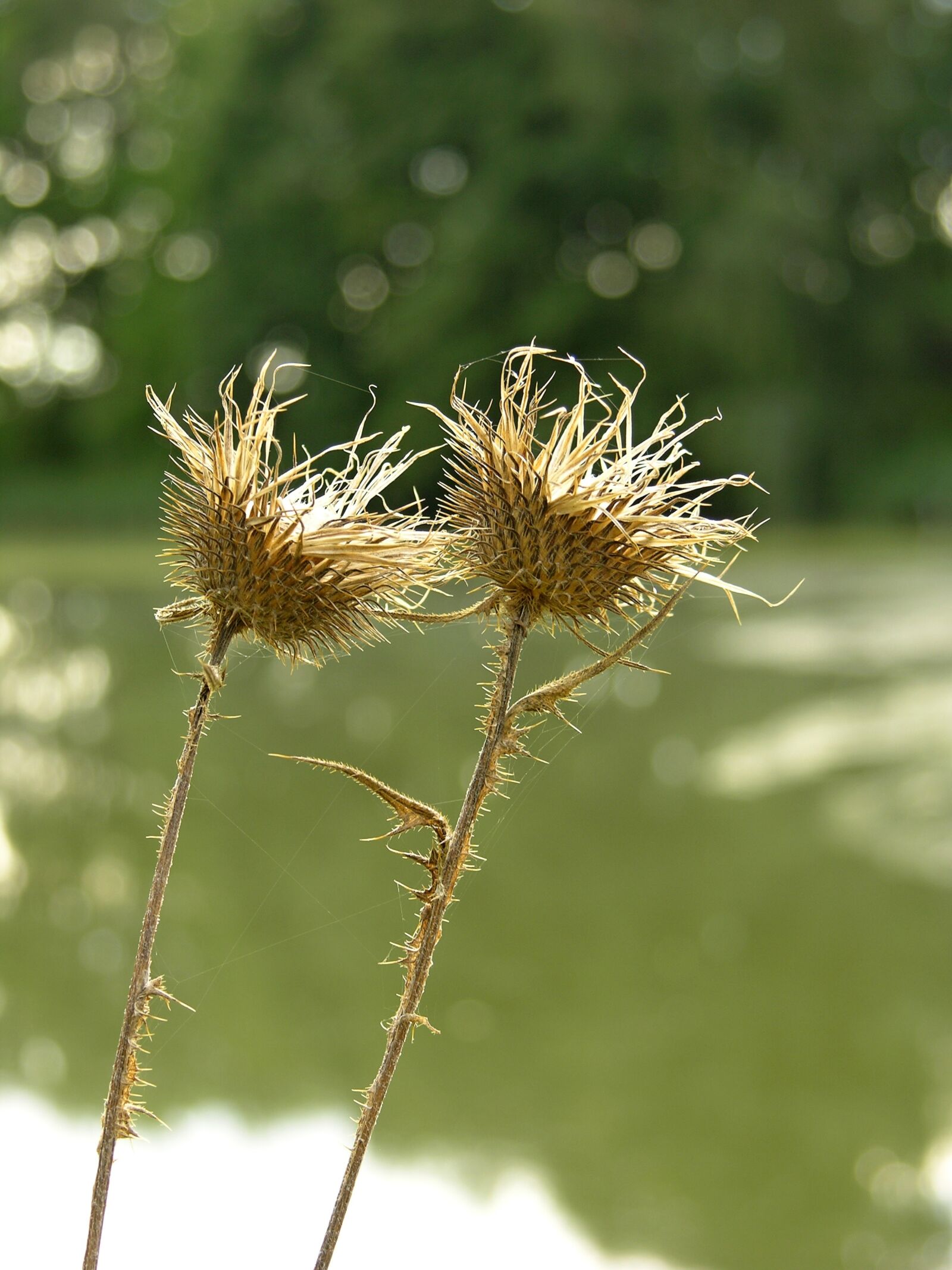 Nikon E8700 sample photo. Plants, thistle, prickly photography