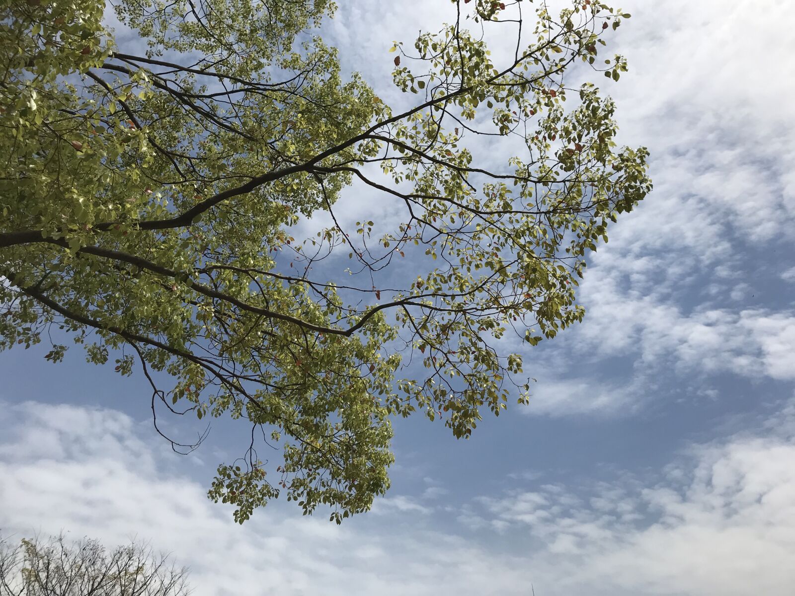 iPhone 7 back camera 3.99mm f/1.8 sample photo. Sky, tree, nature photography