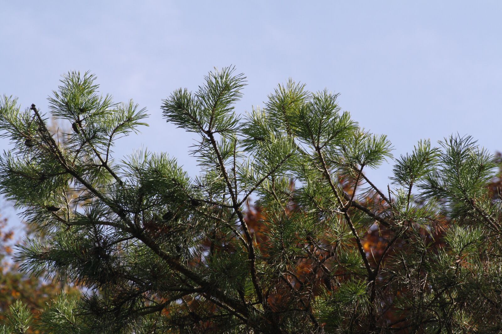 Canon EOS 1000D (EOS Digital Rebel XS / EOS Kiss F) sample photo. Trees, autumn, yellow photography