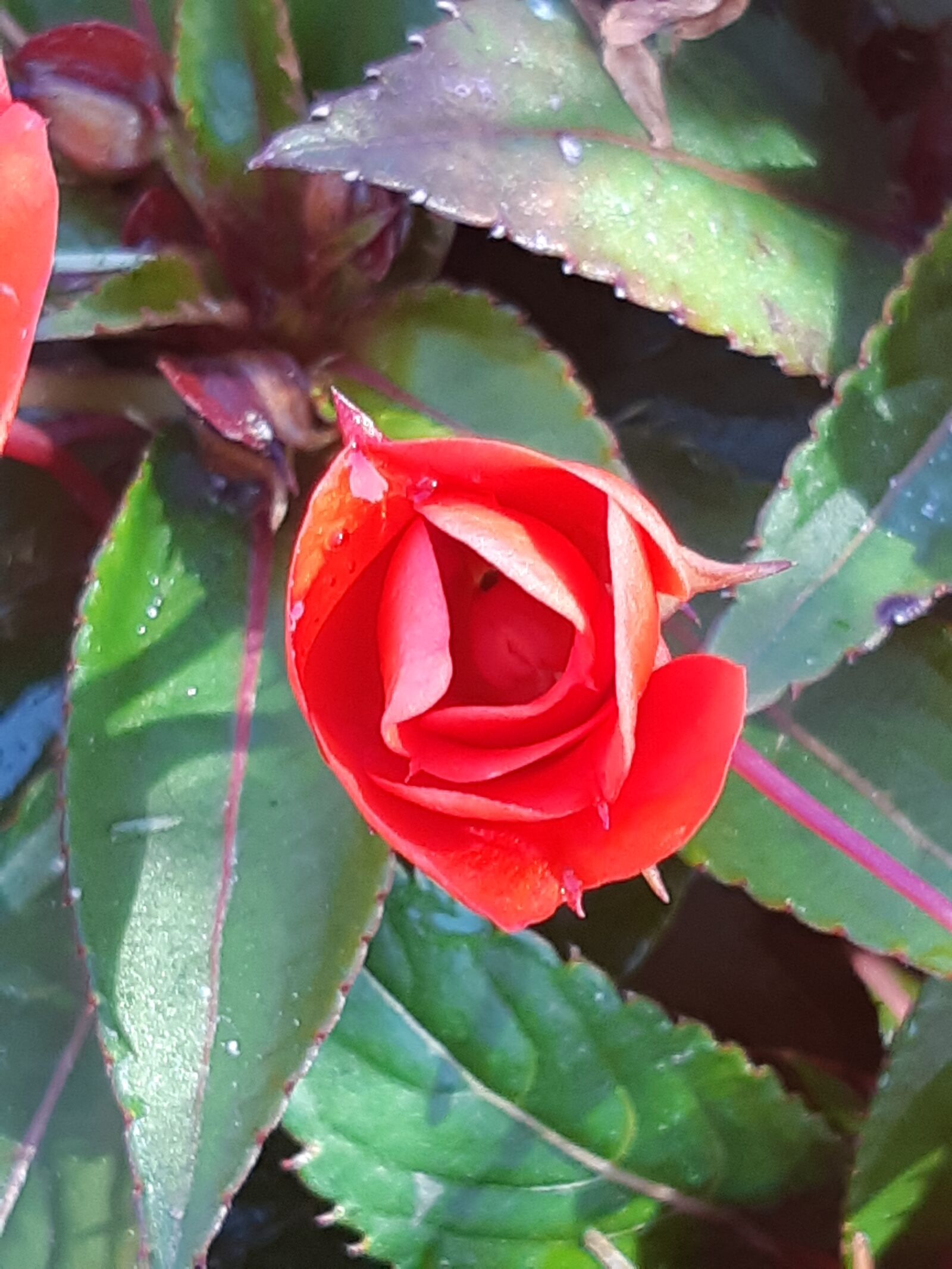 Samsung Galaxy A8(2018) sample photo. Zhu flower, spring, shyness photography