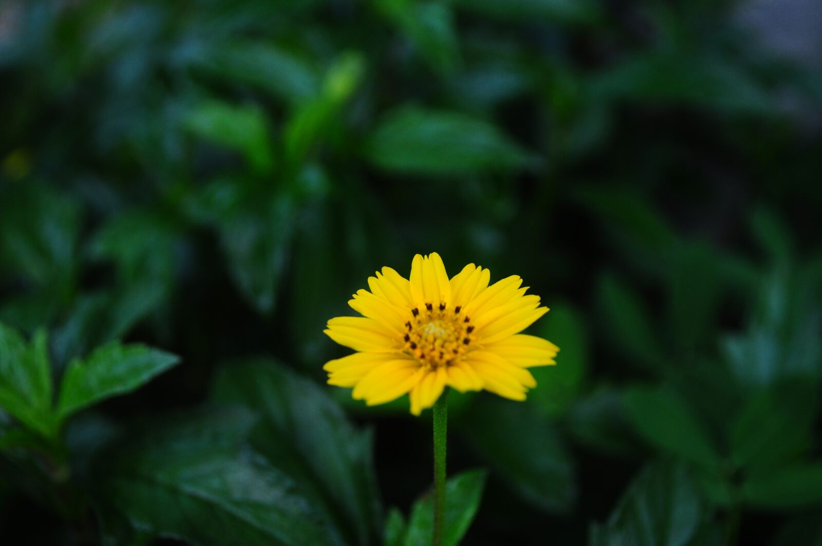 Nikon D90 sample photo. Flower, hoangduyhung, vietnam photography