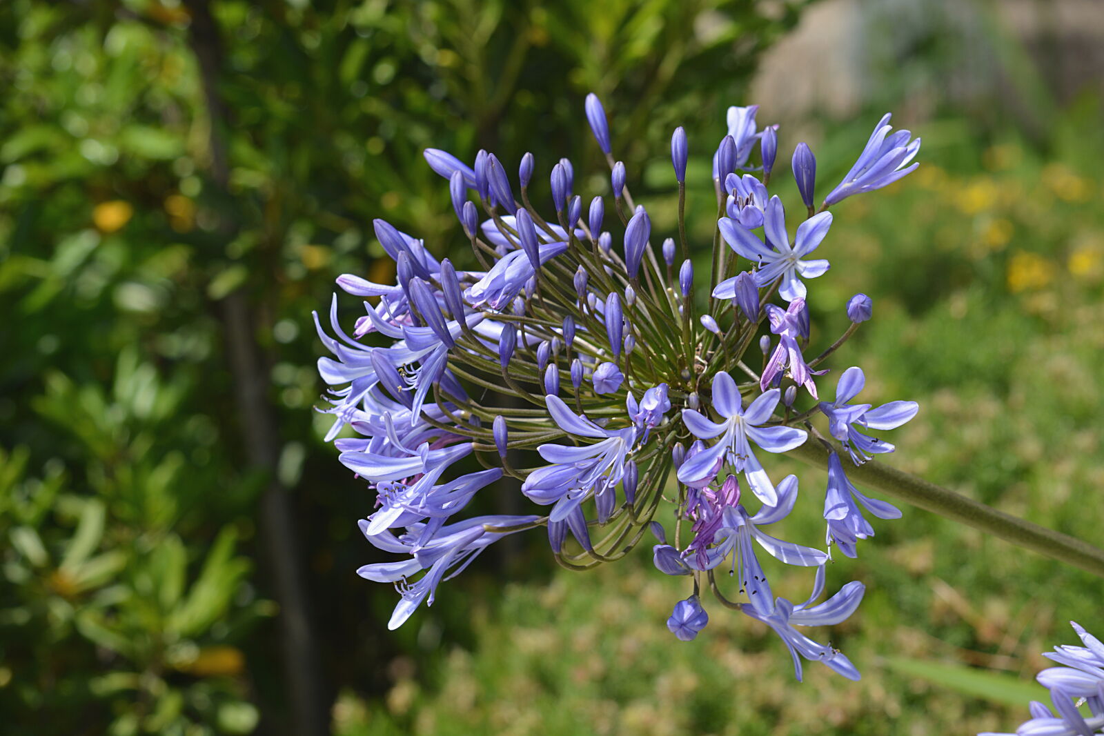 Nikon D5200 sample photo. Bleu, botanique, decoratif, oignon photography