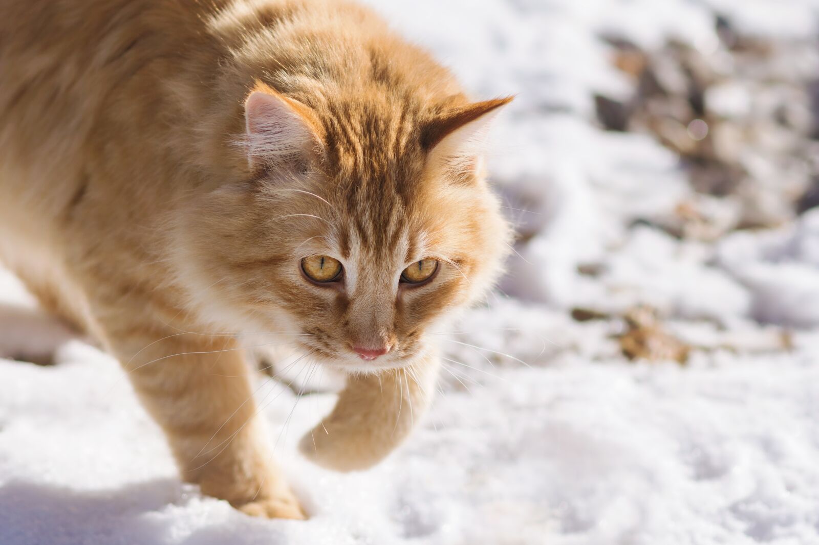 Nikon D7200 sample photo. Cute, animal, cat photography