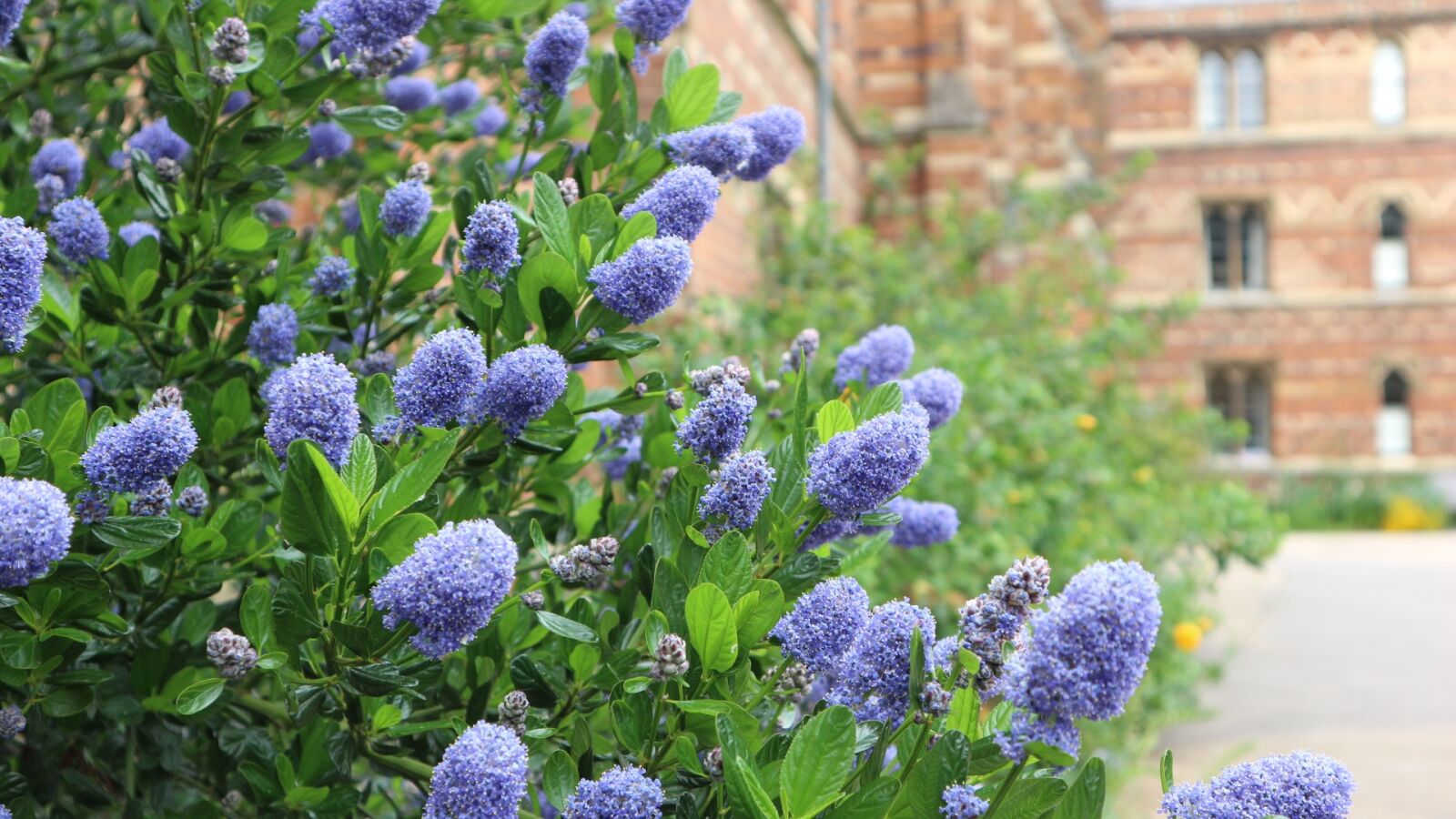 Canon EOS M10 sample photo. Flowers, blue, england photography