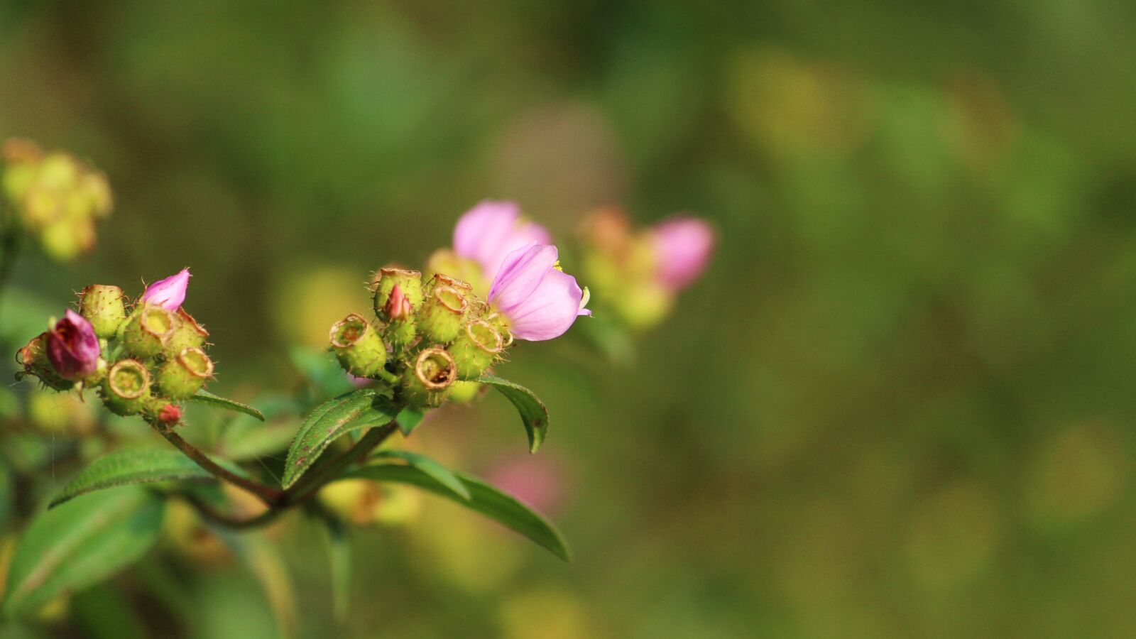 Canon EOS 1300D (EOS Rebel T6 / EOS Kiss X80) sample photo. Nature, flower, summer photography