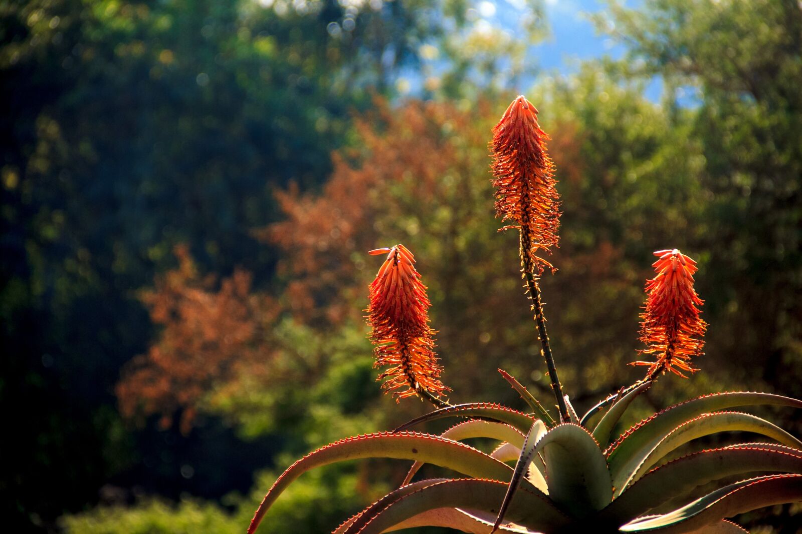 Canon EOS 60D sample photo. Aloe, background, flower photography