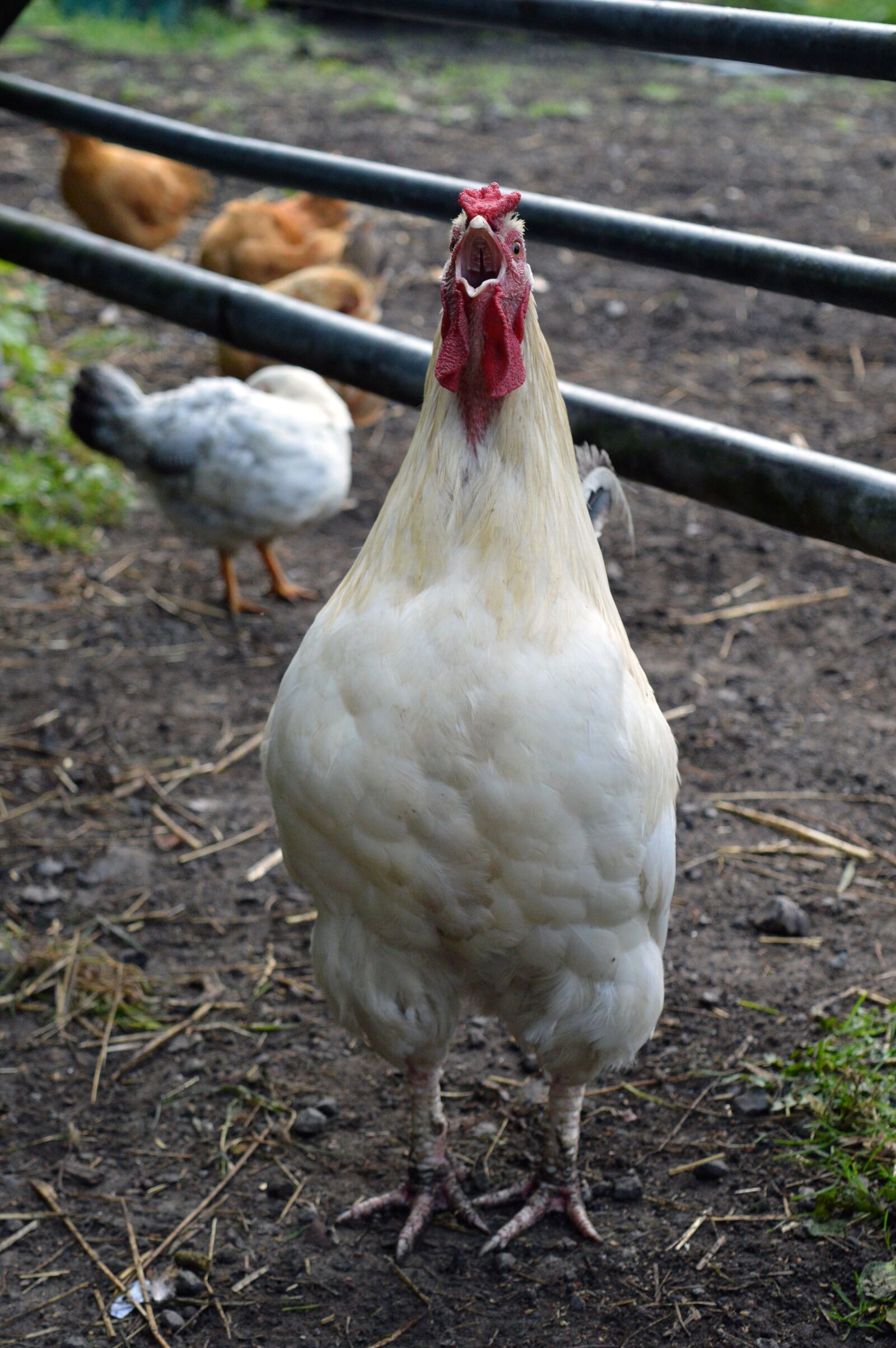 Nikon D3200 sample photo. Bird, poultry, farm photography