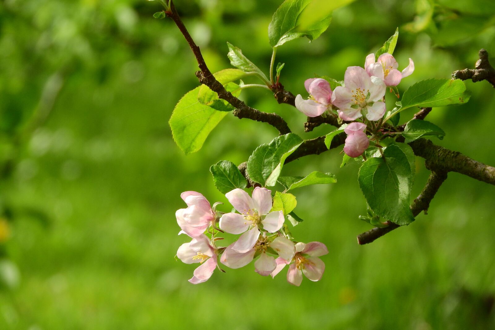 Nikon Coolpix P610 sample photo. Apple-blossom, apple tree, blooming photography