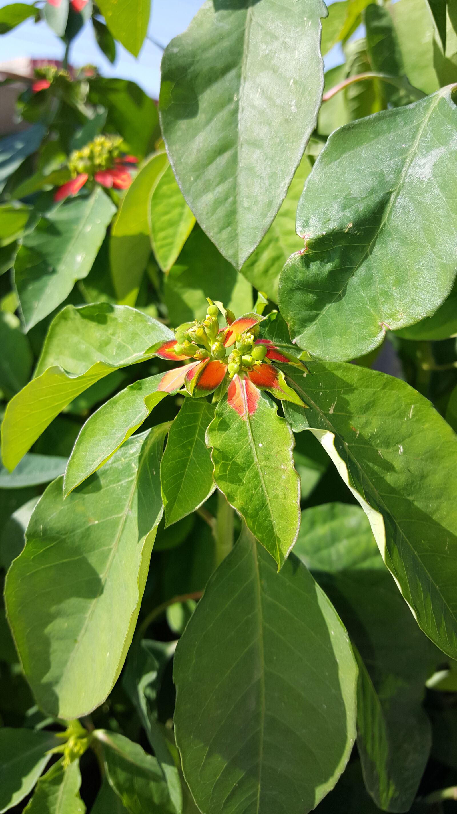 Samsung Galaxy S6 sample photo. Clover, green, nature photography