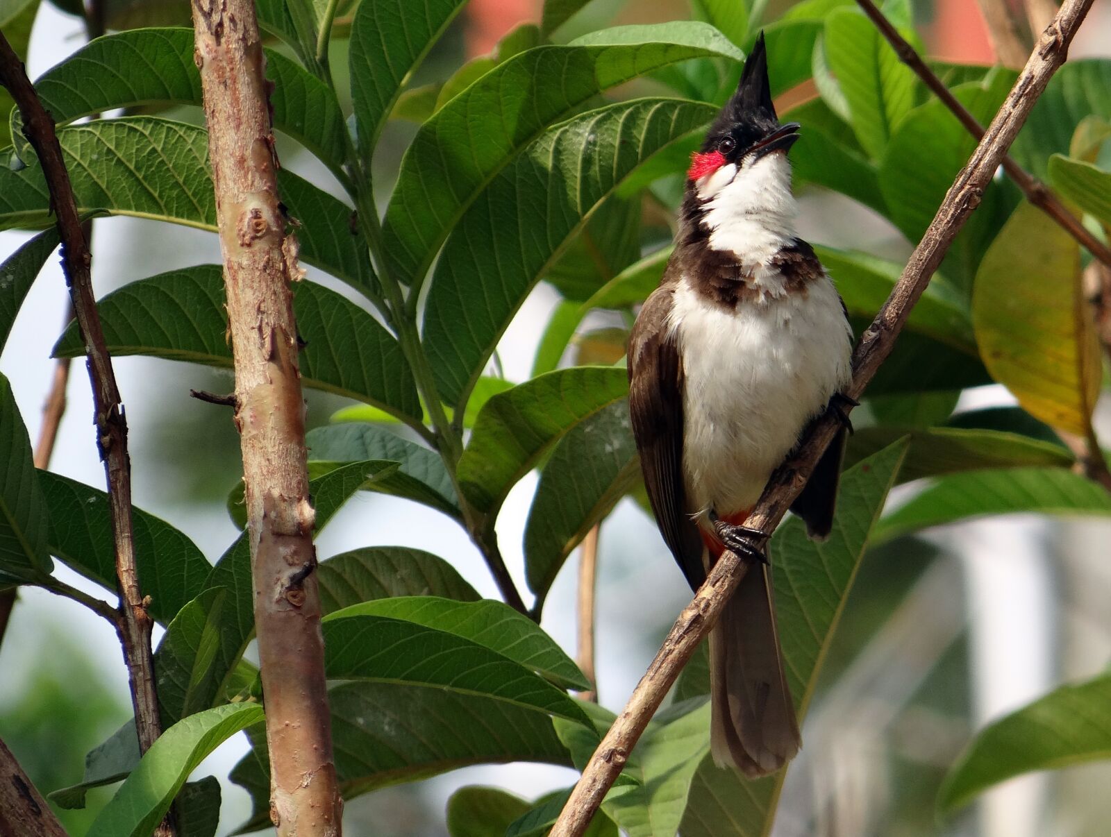 Sony DSC-HX200V sample photo. Red-whiskered bulbul, pycnonotus jocosus photography