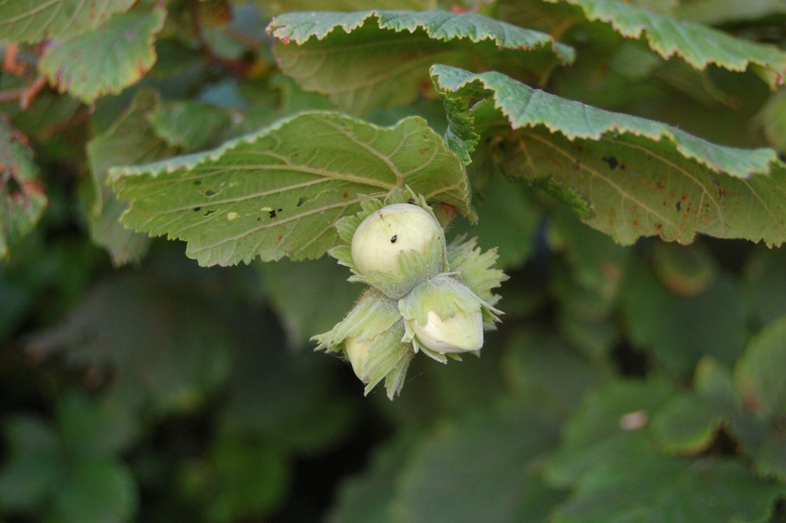 Nikon D40 sample photo. Hazelnuts, green, hazel photography