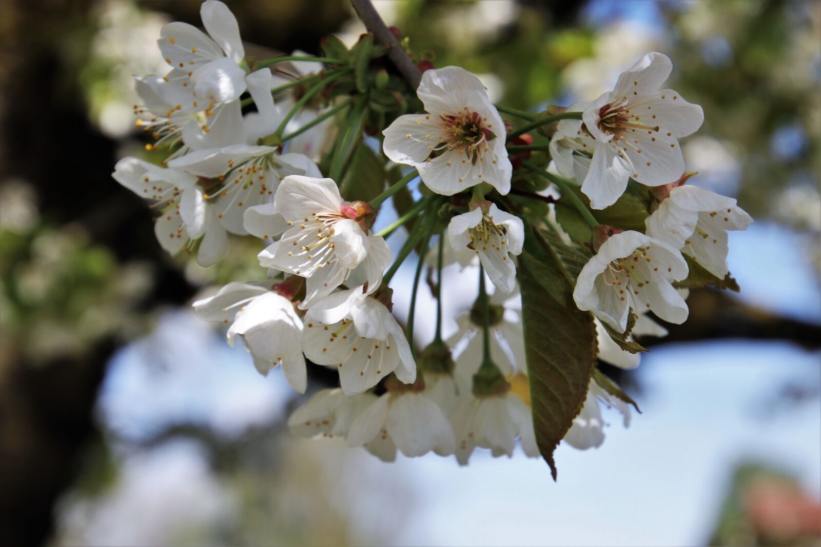 Canon EOS 80D sample photo. Flower, spring, tree photography