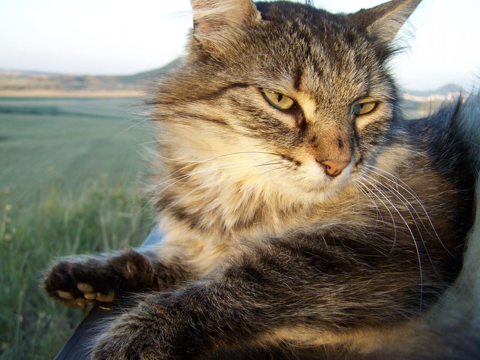 Kodak EASYSHARE ZD710 ZOOM DIGITAL CAMERA sample photo. Cat, beautiful, love photography