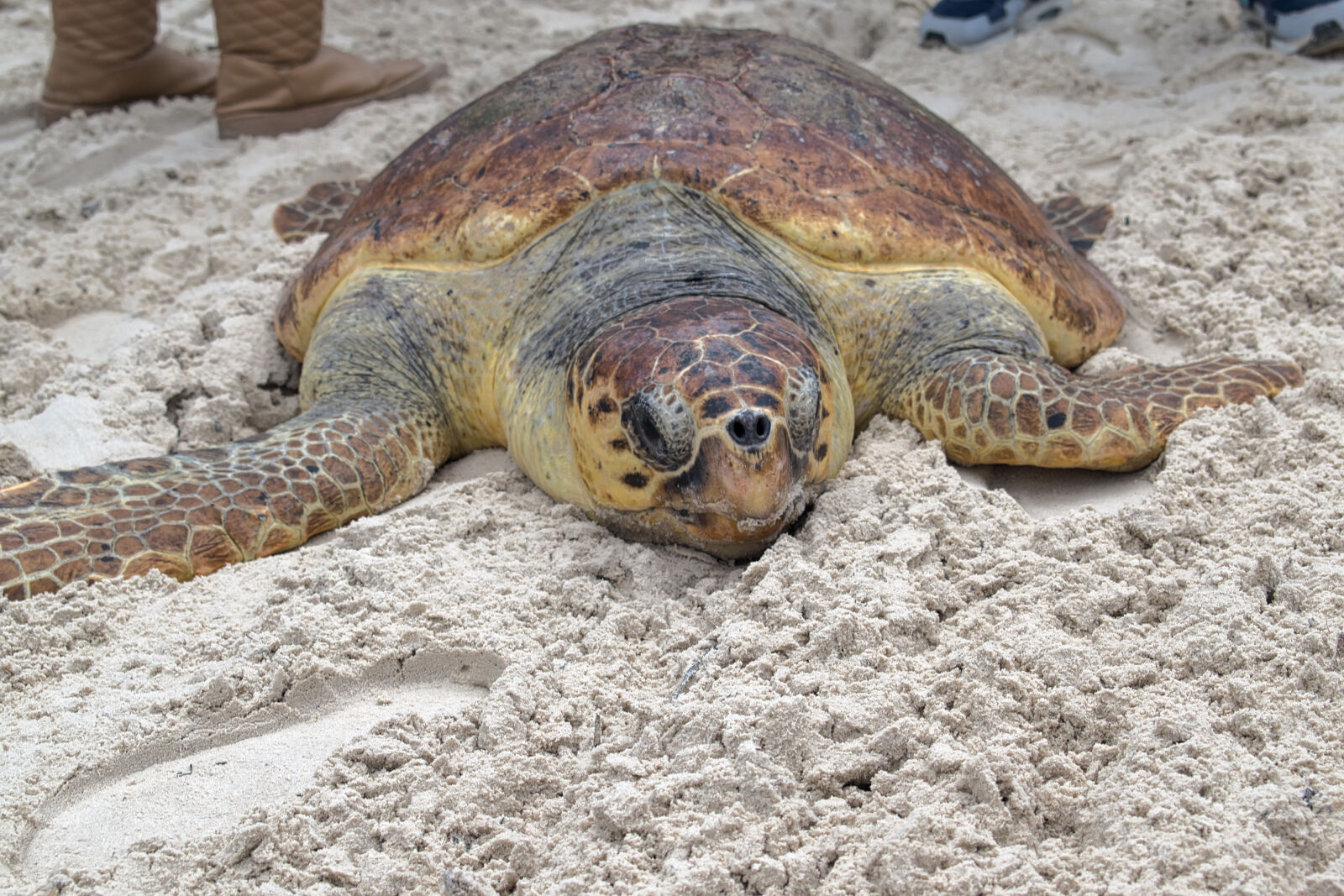 Nikon D5500 sample photo. Animal, animal, photography, beach photography