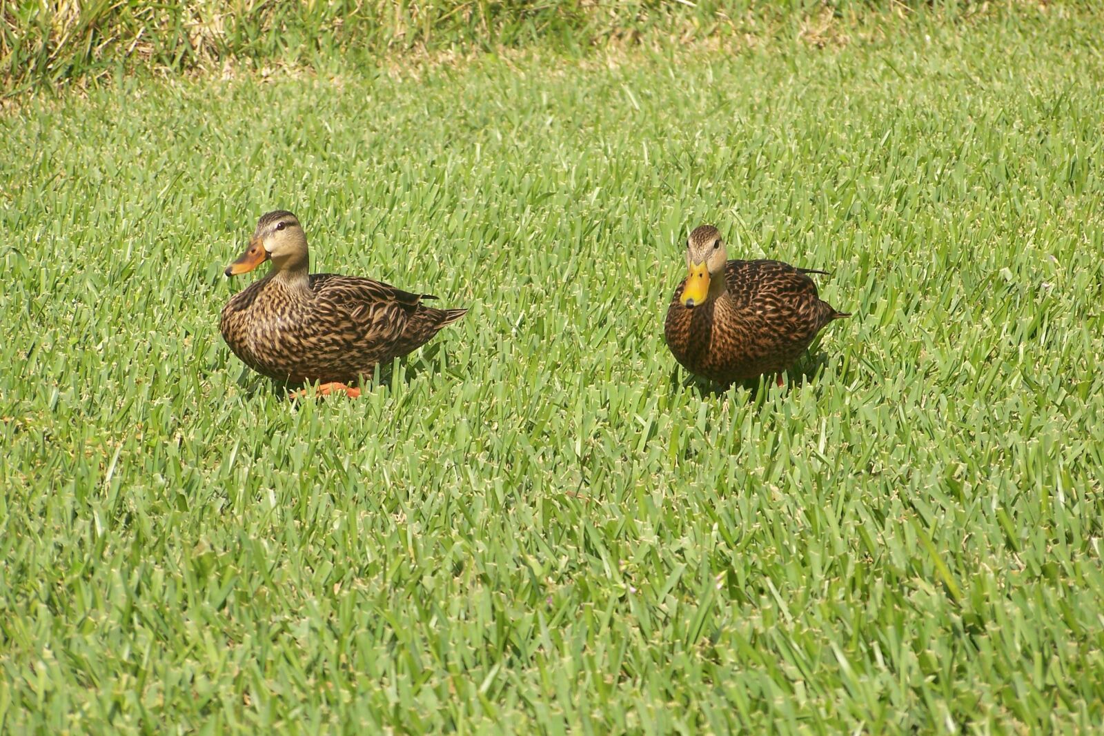 Kodak Z612 ZOOM DIGITAL CAMERA sample photo. Duck, lake, nature photography