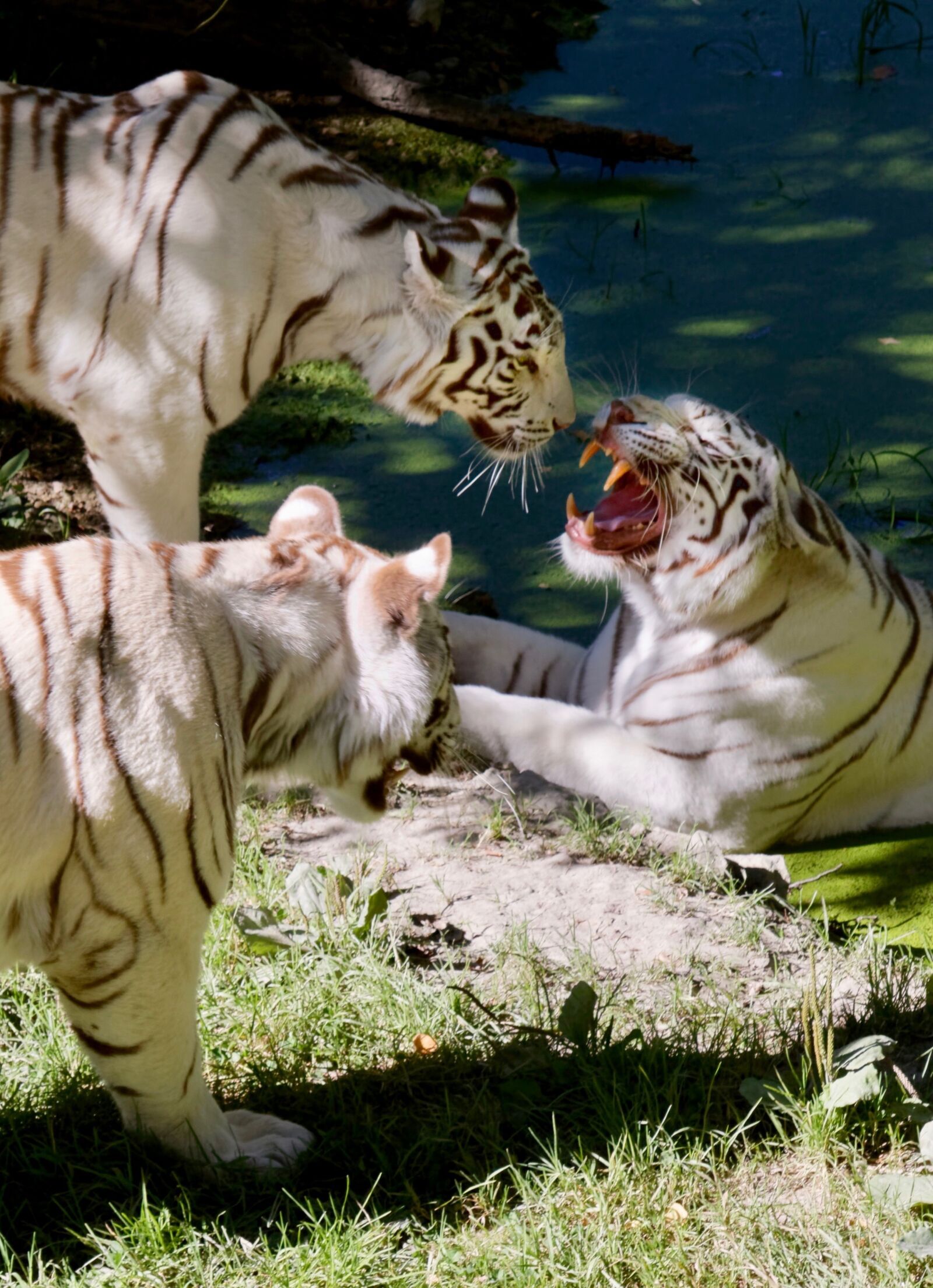 Canon EOS 70D sample photo. Tiger, feline, aggressive photography