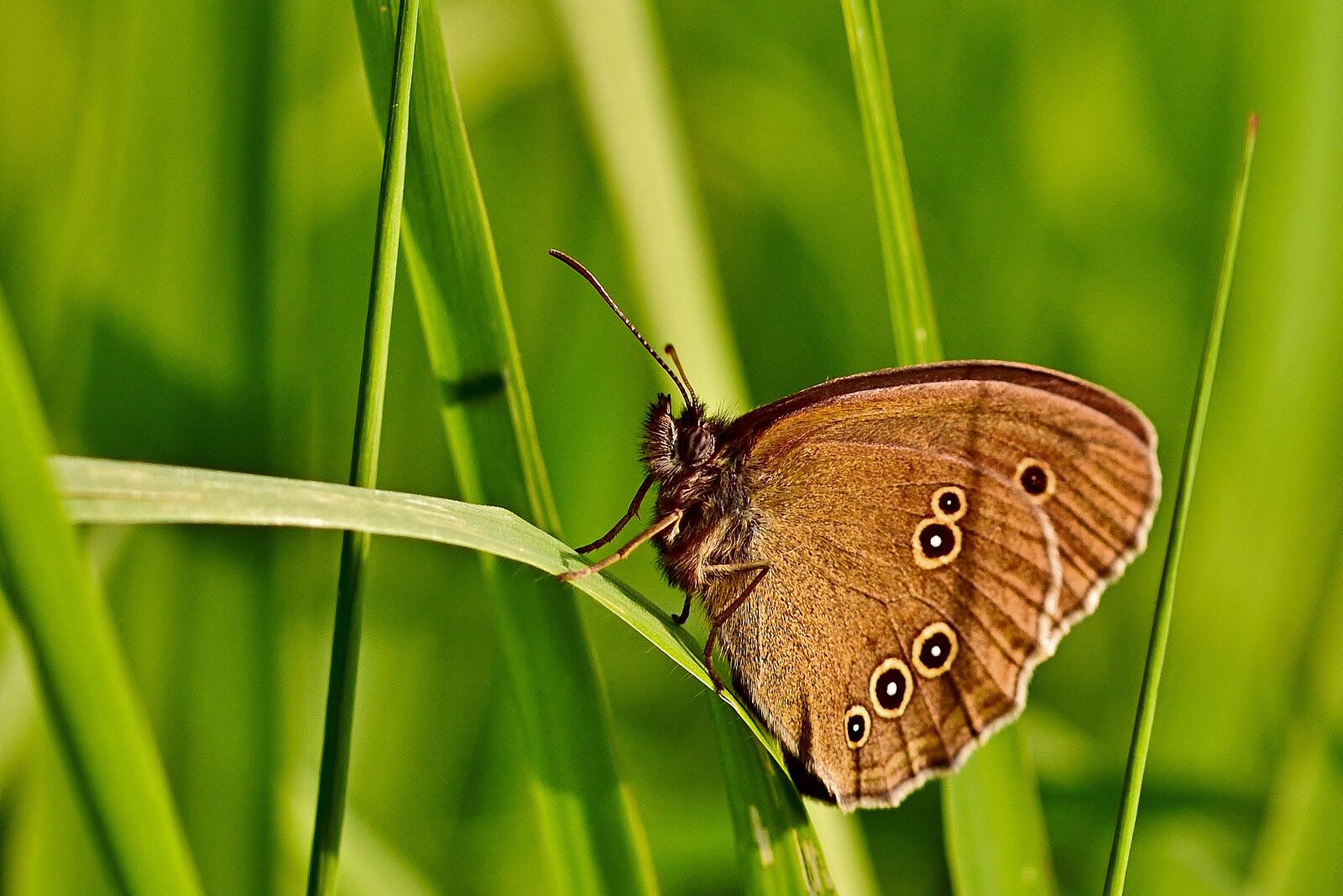 Nikon D5200 sample photo. Butterfly, brown forest bird photography