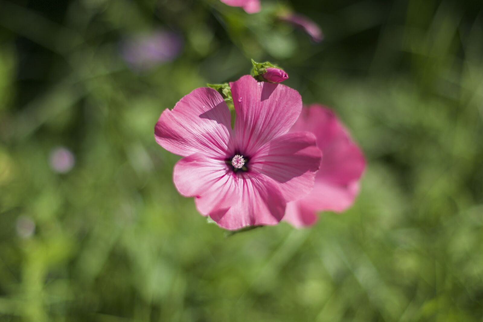 Nikon AF-S Nikkor 50mm F1.4G sample photo. Flower, pink, petals photography