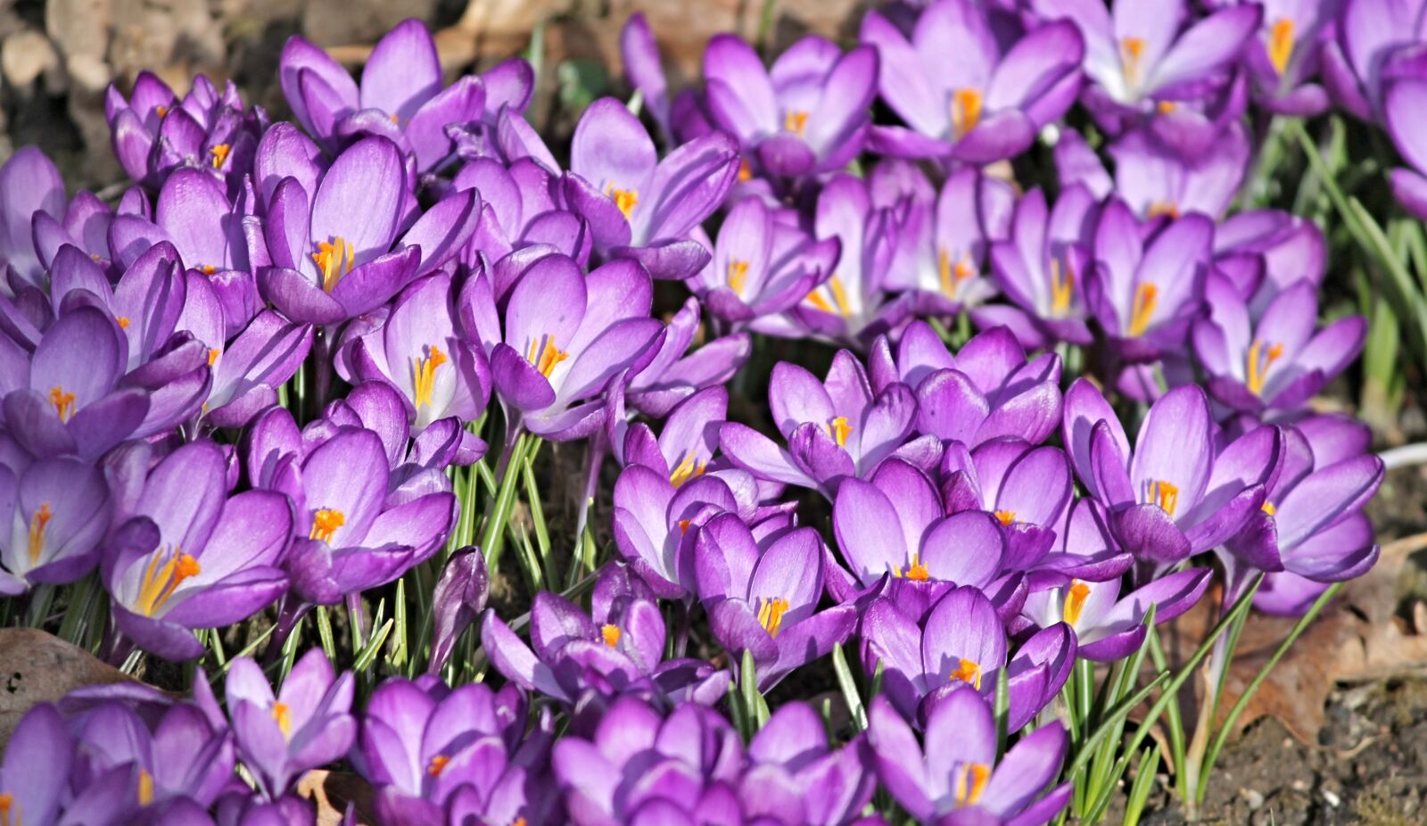 Canon EOS 1100D (EOS Rebel T3 / EOS Kiss X50) sample photo. Crocus, crocus flowers, spring photography