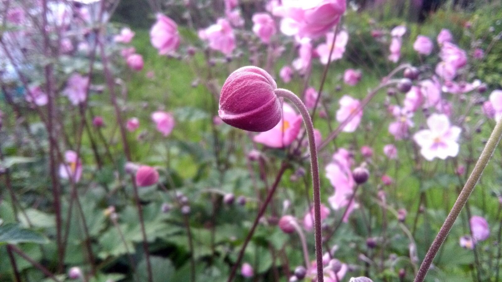 HUAWEI Y6 sample photo. Flower, plant, nature photography