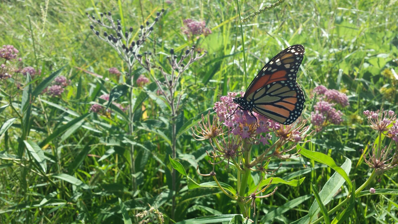 Samsung Galaxy S4 sample photo. Butterfly, milkweed, flour photography