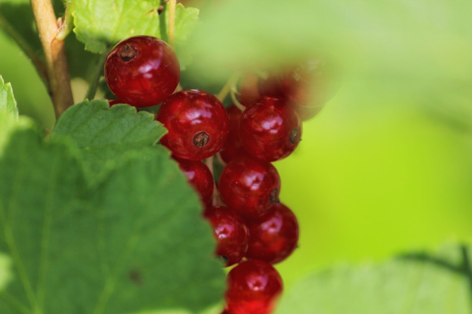 Canon EOS 1200D (EOS Rebel T5 / EOS Kiss X70 / EOS Hi) sample photo. Currants, red, green photography
