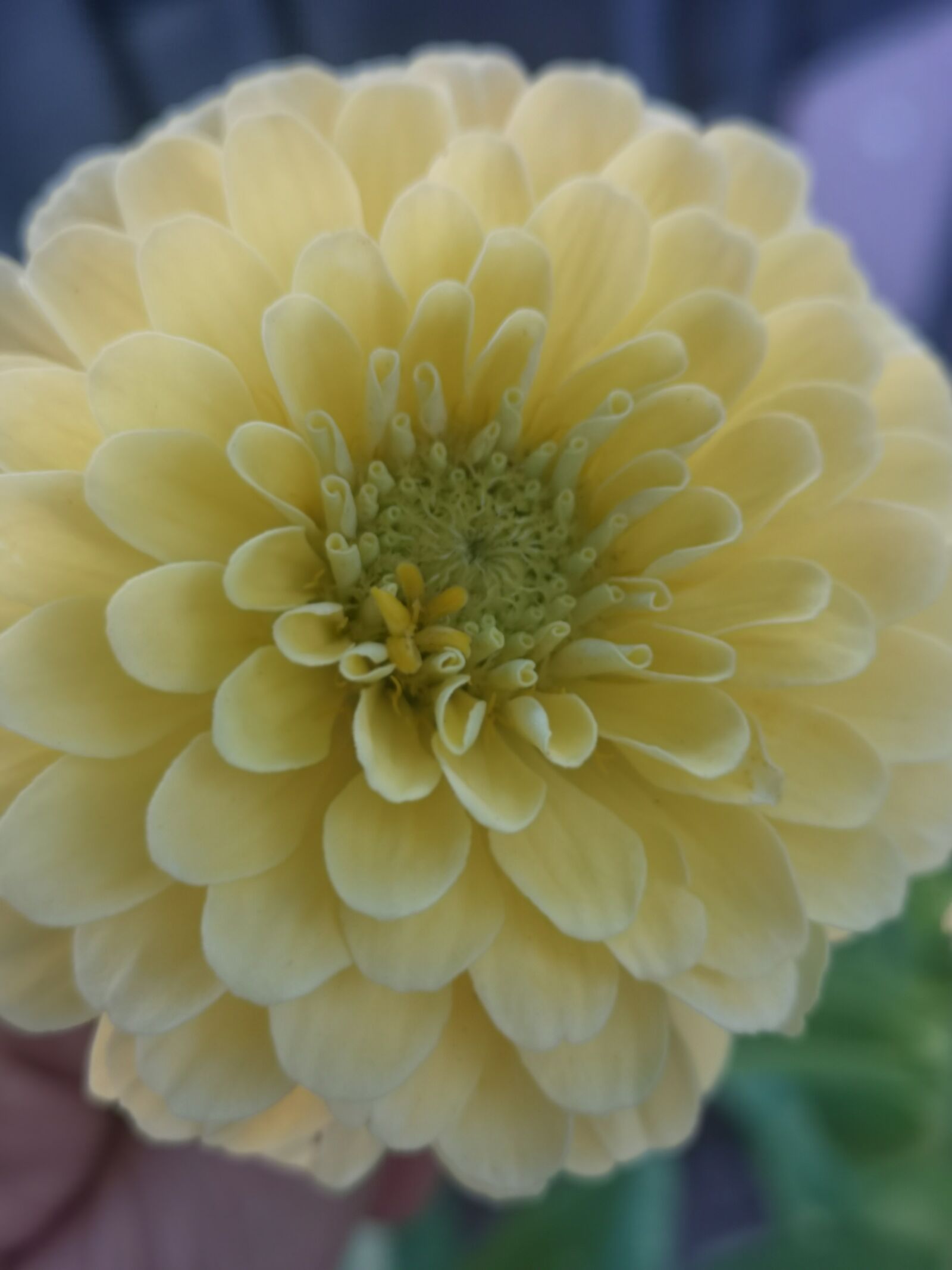 HUAWEI CLT-L09 sample photo. Flower, yellow, zinnia photography