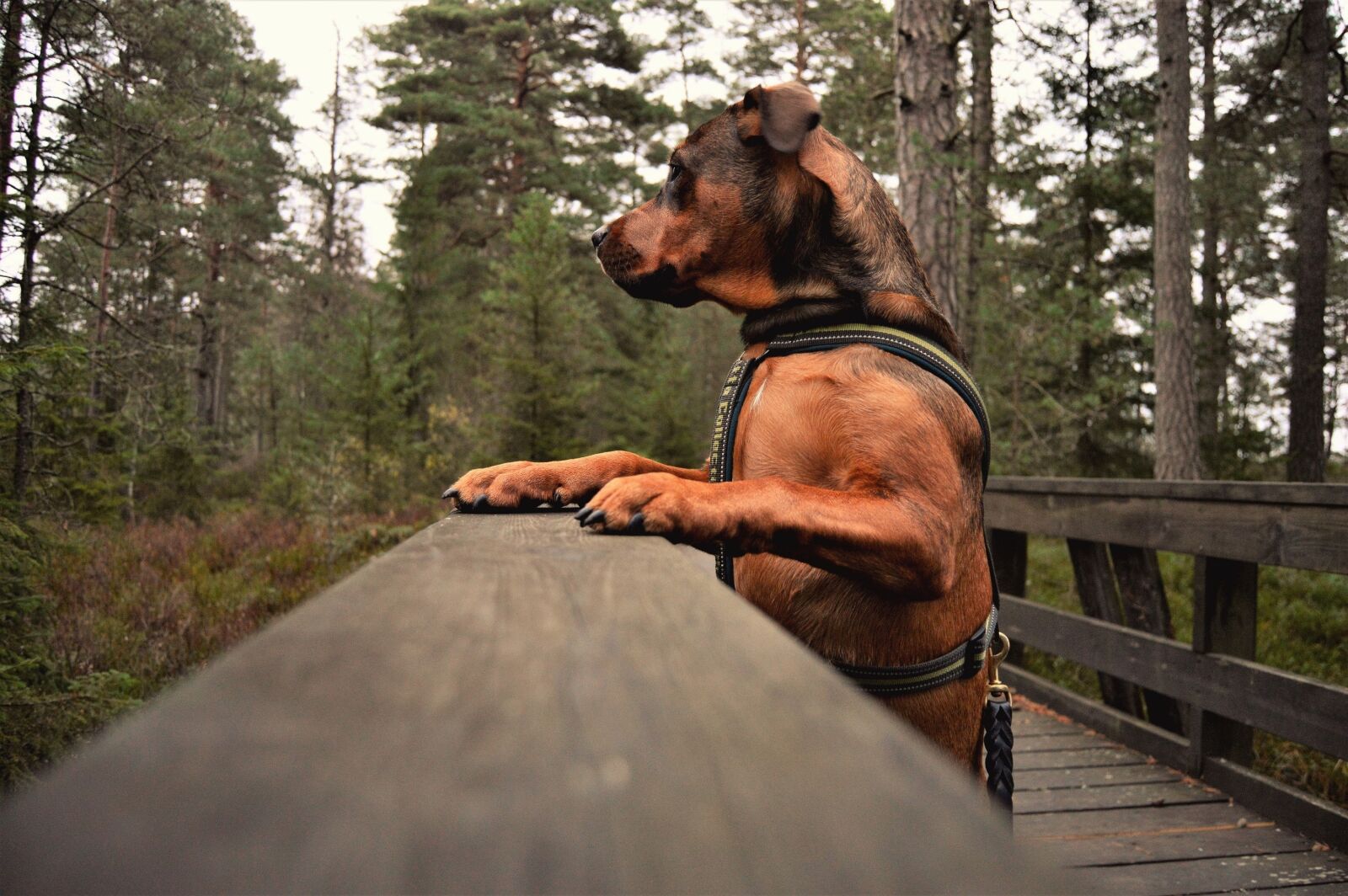 Nikon D3200 sample photo. Wood, man, outdoor photography