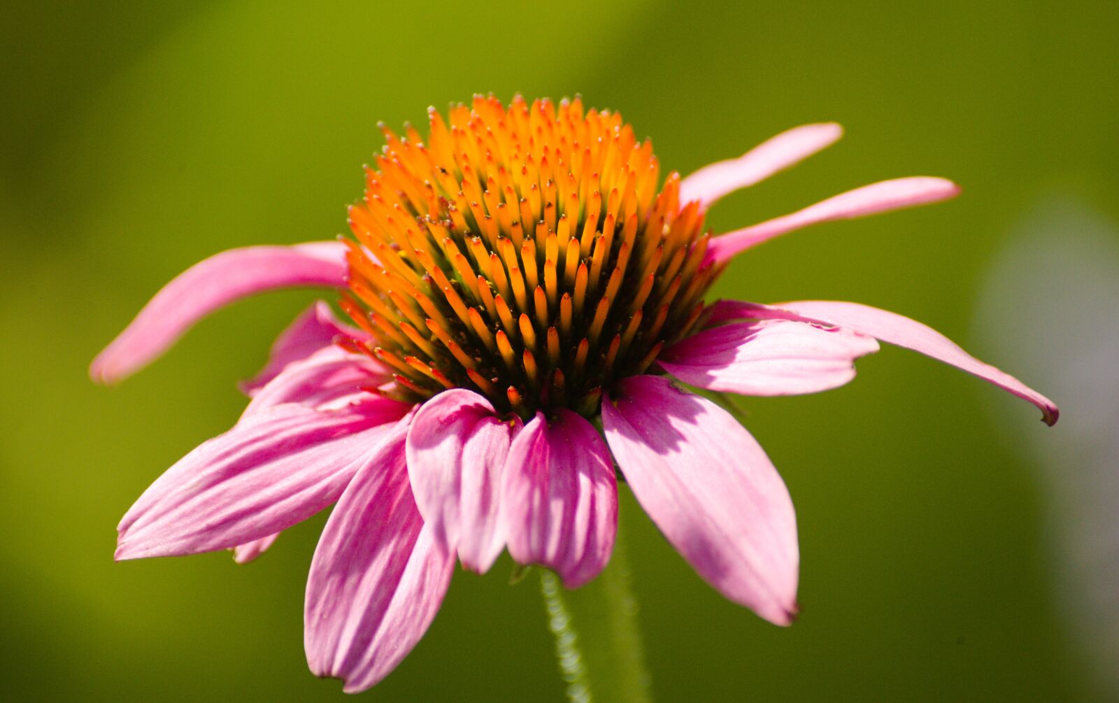 Nikon D610 sample photo. Flower, sun, sunny photography