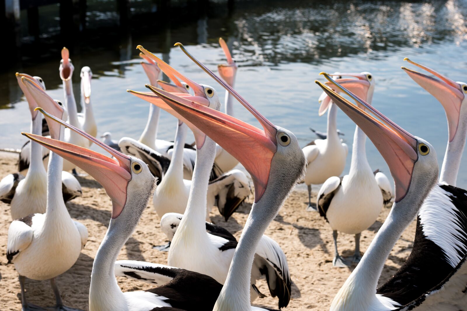 Nikon Df sample photo. Pelicans, group, beaks photography