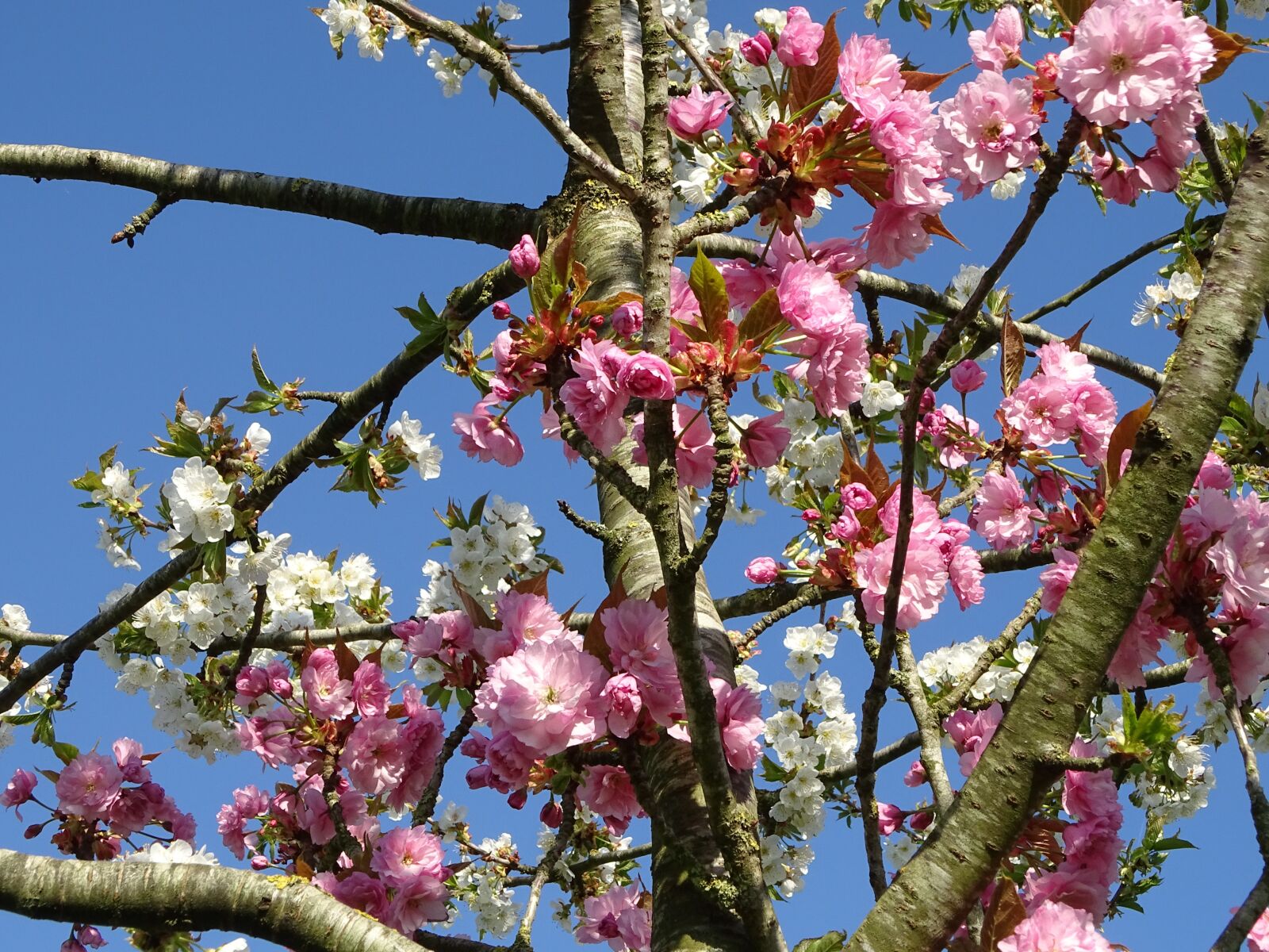 Sony Cyber-shot DSC-HX400V sample photo. Tree, bicolor, flowers photography