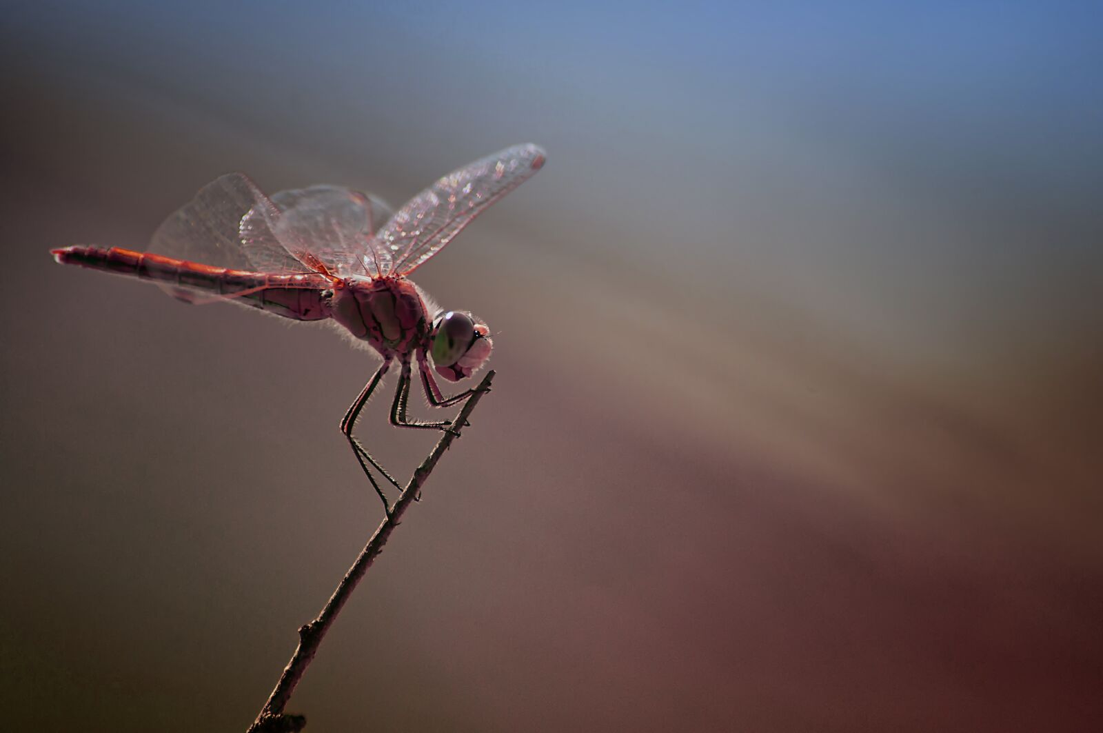 Nikon D90 sample photo. Insects, dragonfly, nature photography