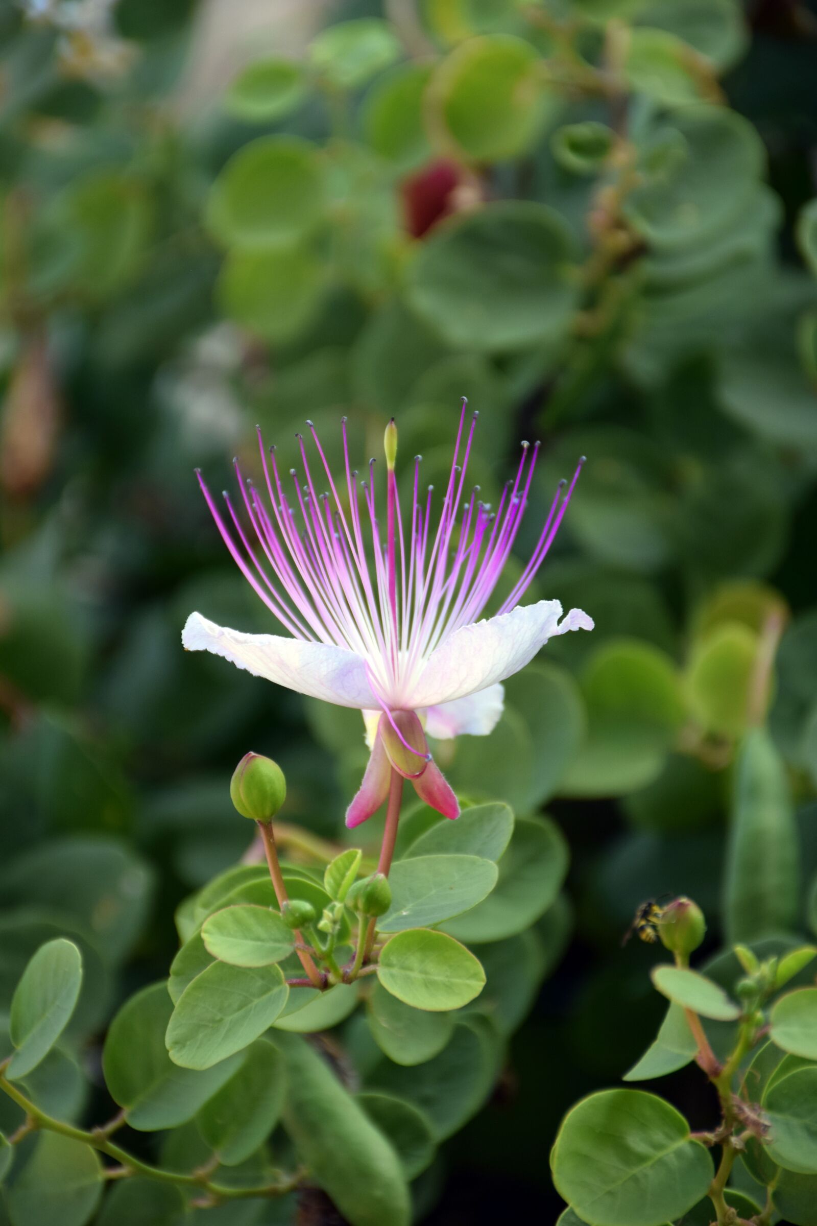 Nikon D5300 sample photo. Flower, purple, nature photography