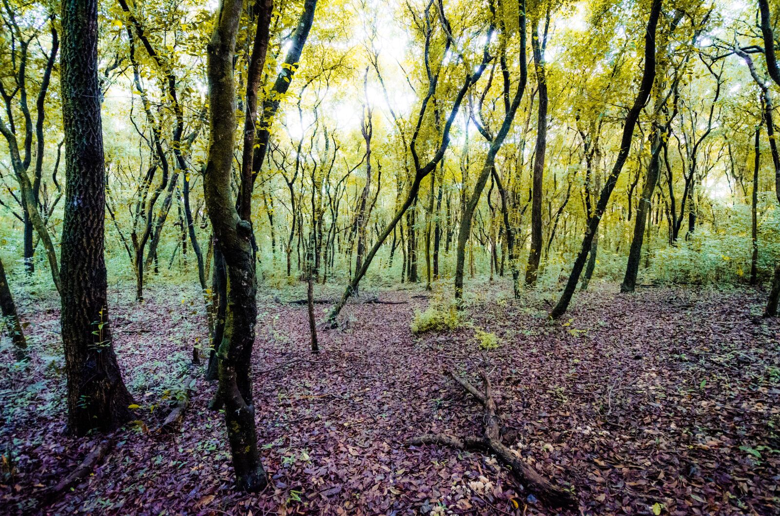 Nikon D7000 sample photo. Trees, forest, nature photography