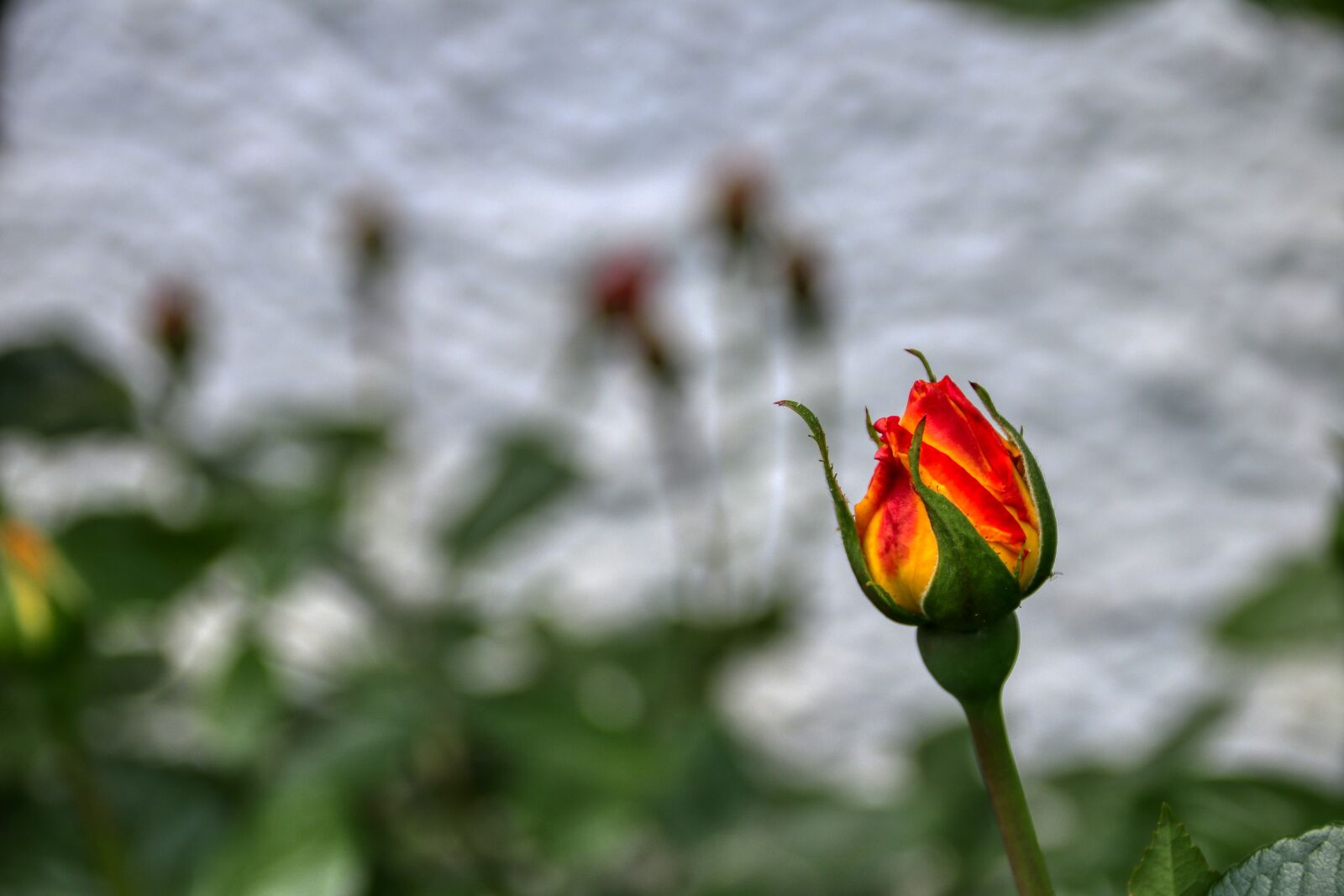Canon EOS 80D sample photo. Rose, hatch, bud photography